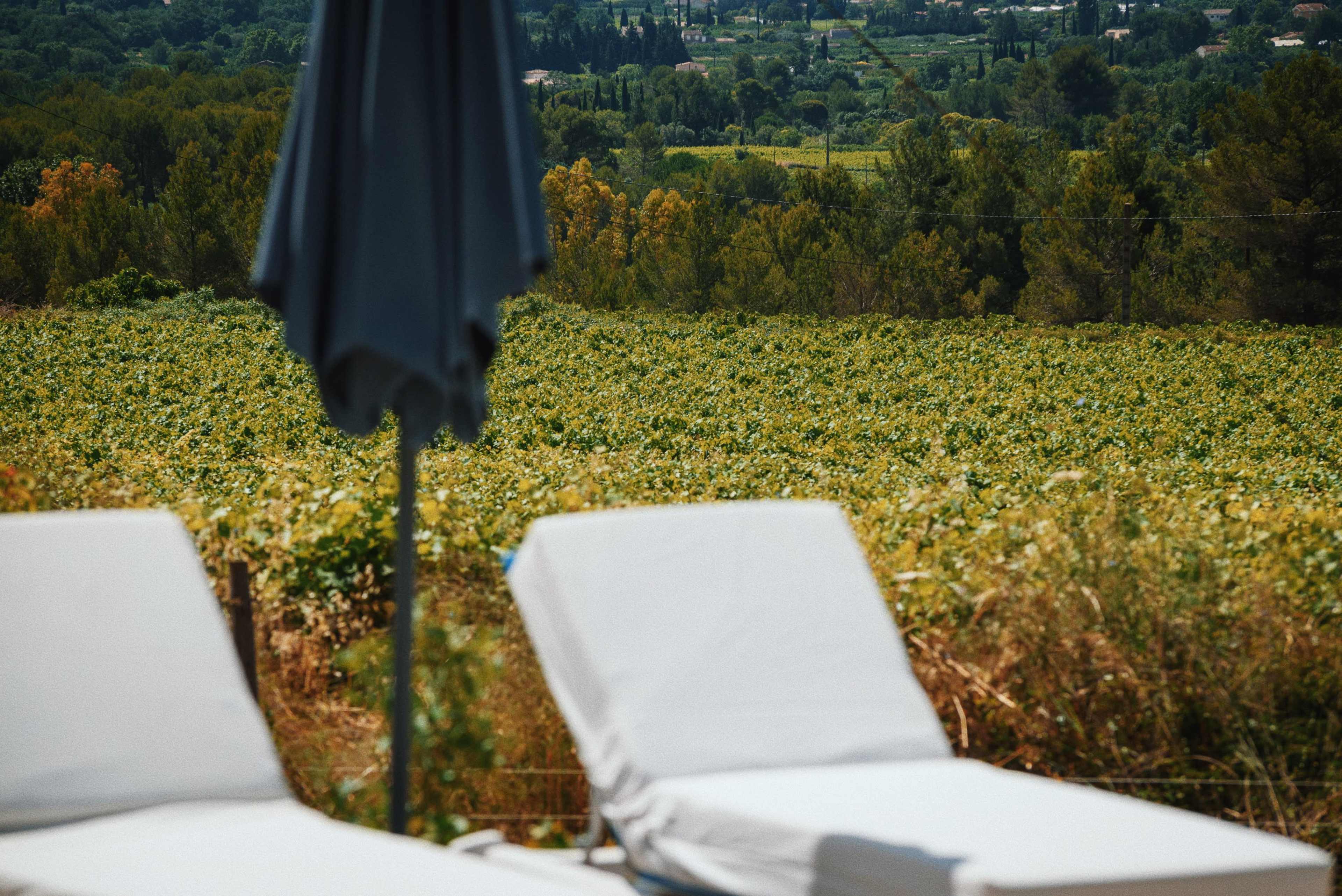 The image shows two white lounge chairs in the foreground, with a lush vineyard extending into the background under a clear sky.