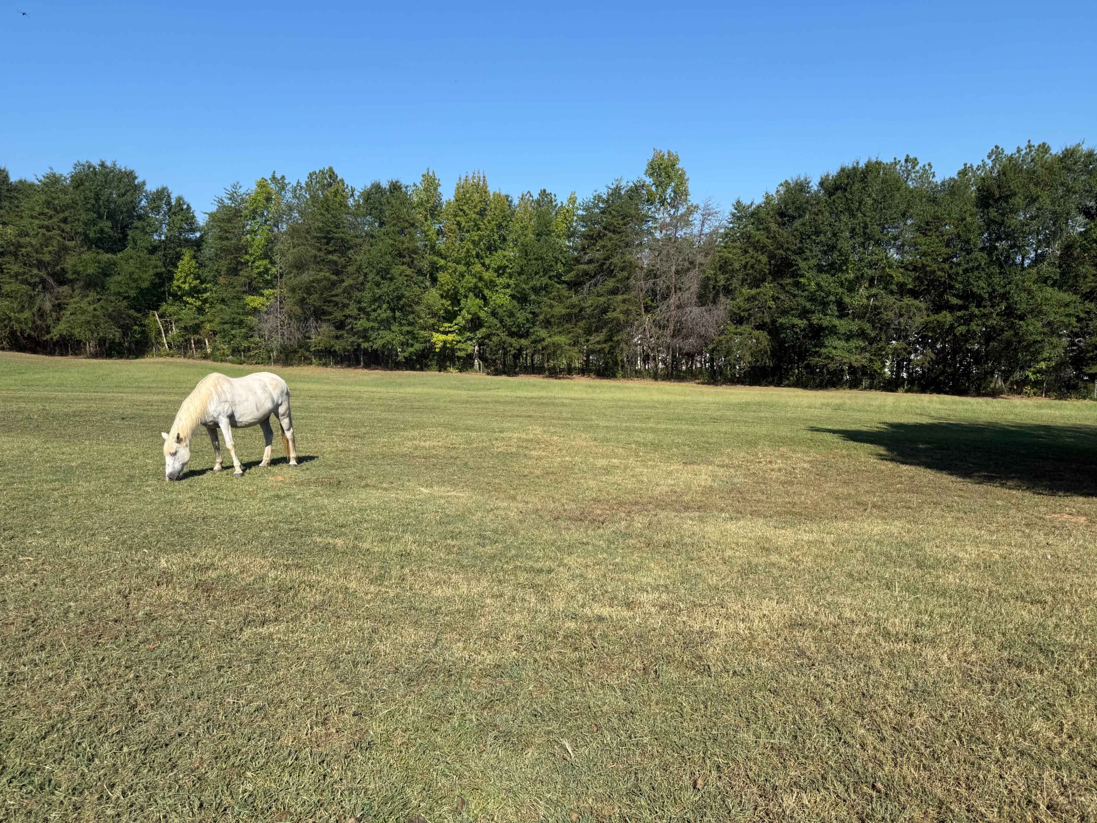 The Enchanted Herd - Photo Shoot Barn Image in , Travelers Rest, SC
