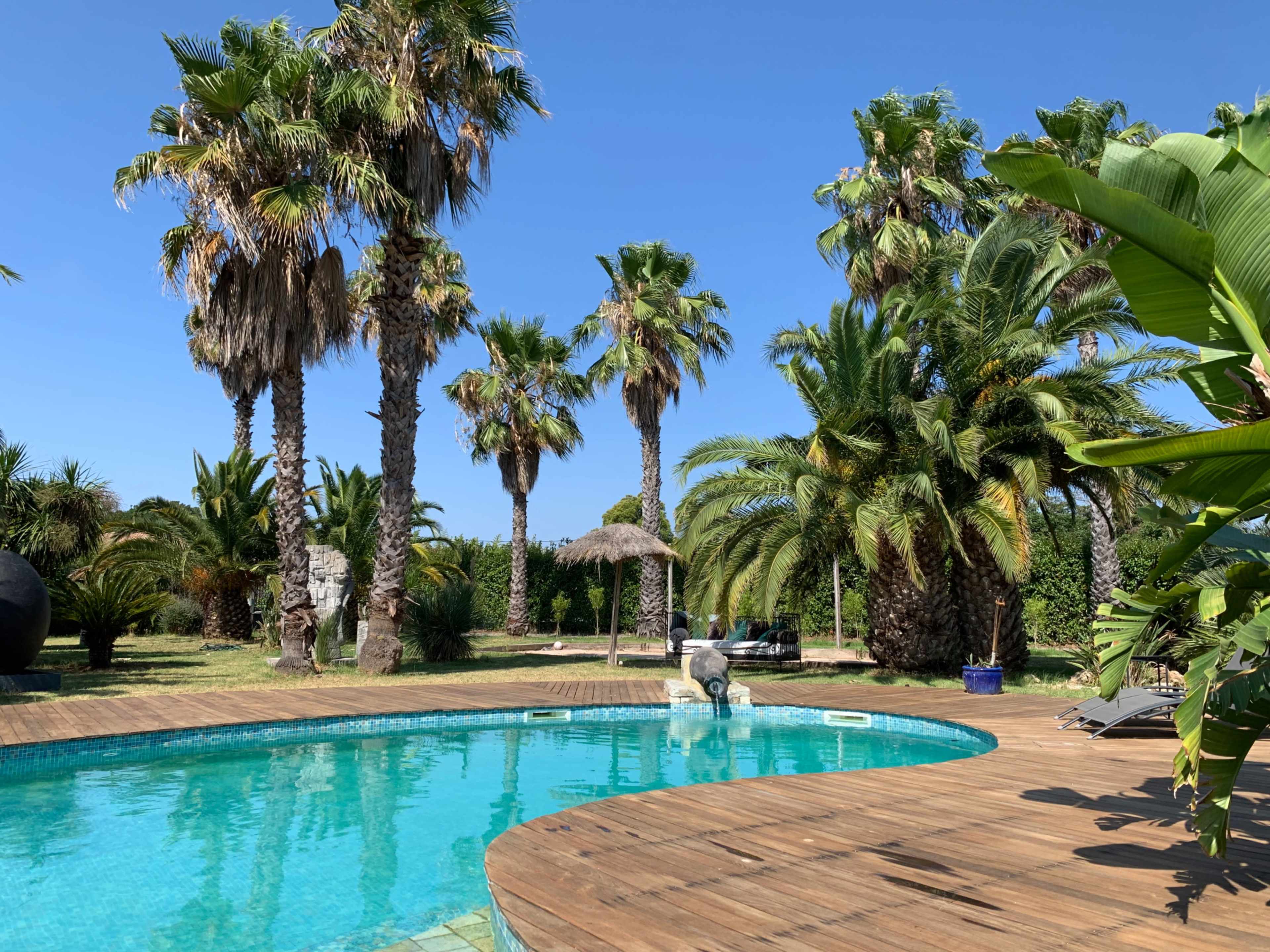 A circular pool with a wooden deck is surrounded by tall palm trees and tropical plants in a sunny outdoor setting.