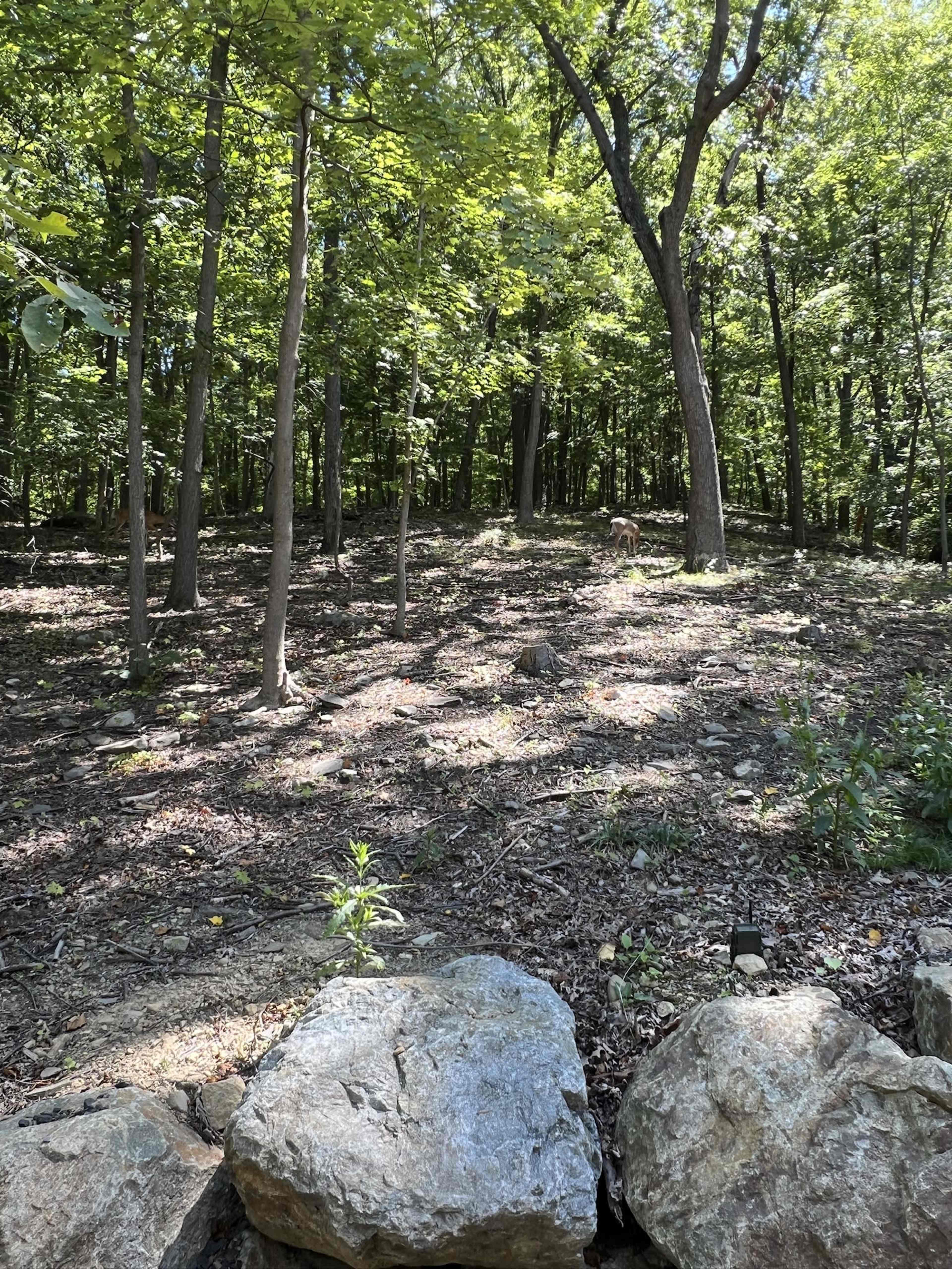 3.5 Acre Wooded Property Near Storm King Perfect for Film or Still Photo Shoots Image in Mountainville, Cornwall, NY