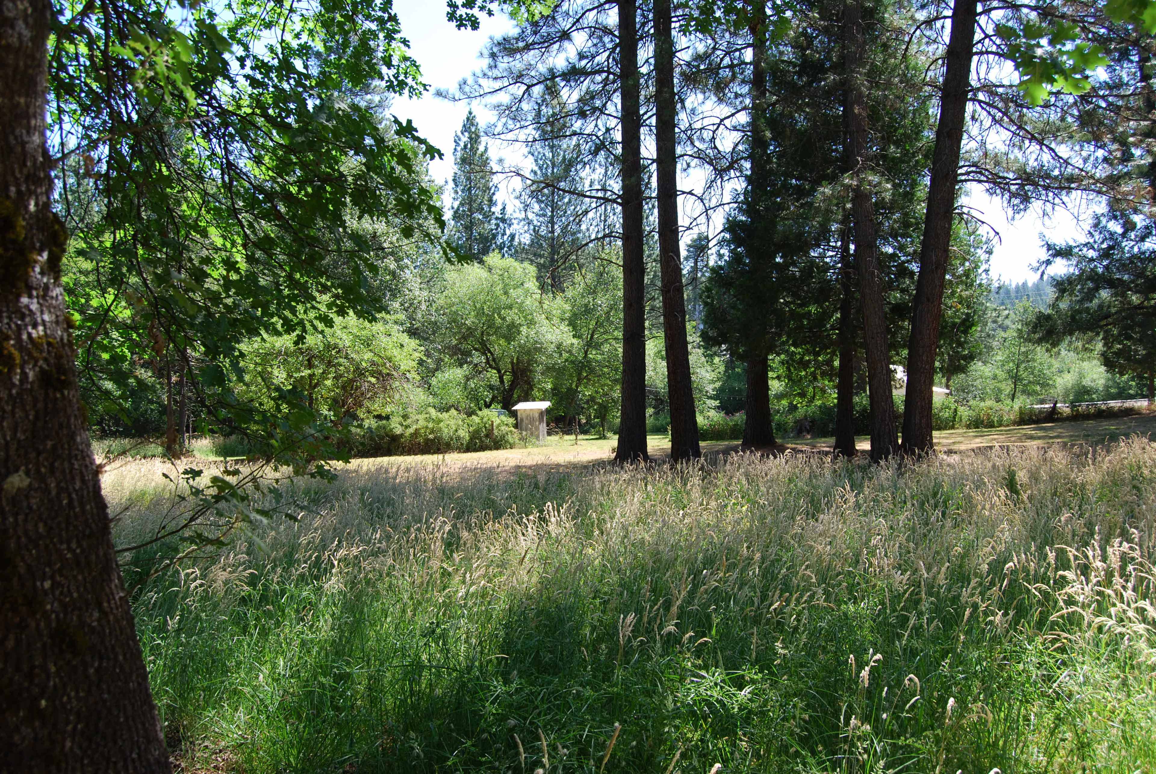 A grassy field is framed by tall trees in a serene woodland area.