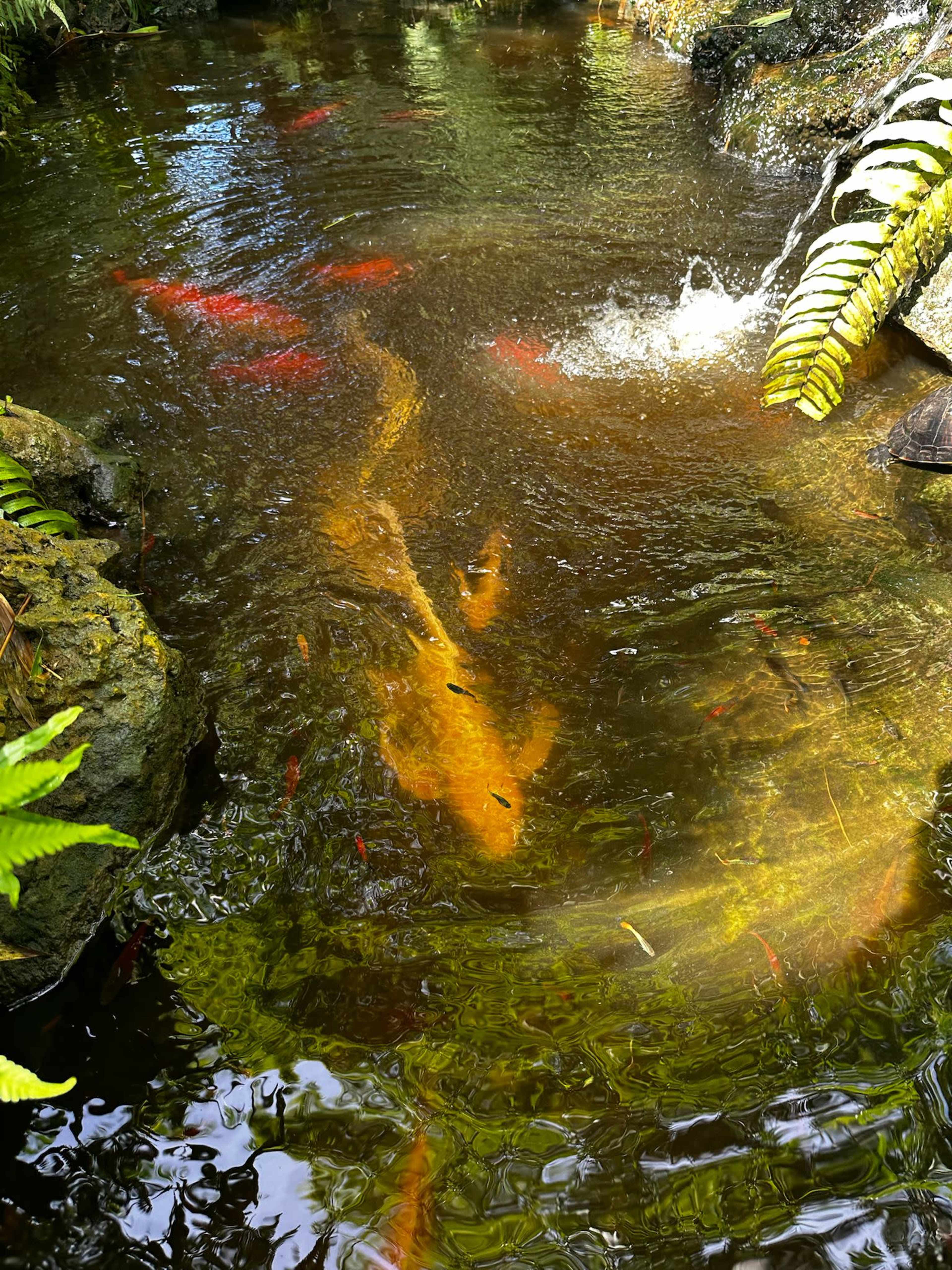 The image shows a tranquil pond with varying shades of green and brown water, where large fish swim amidst rocks and ferns.