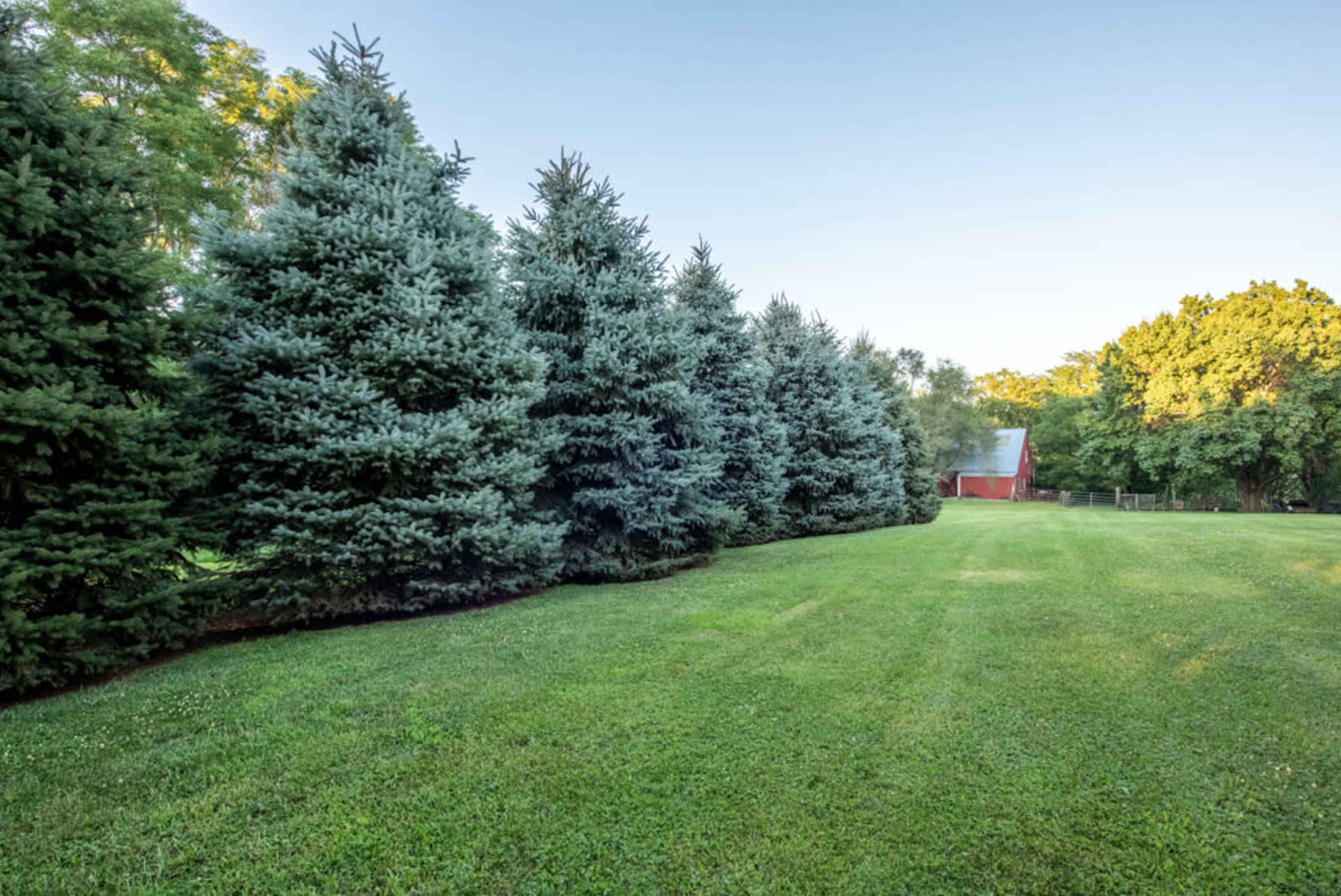 A row of evergreen trees lines a grassy field with a red barn in the background.