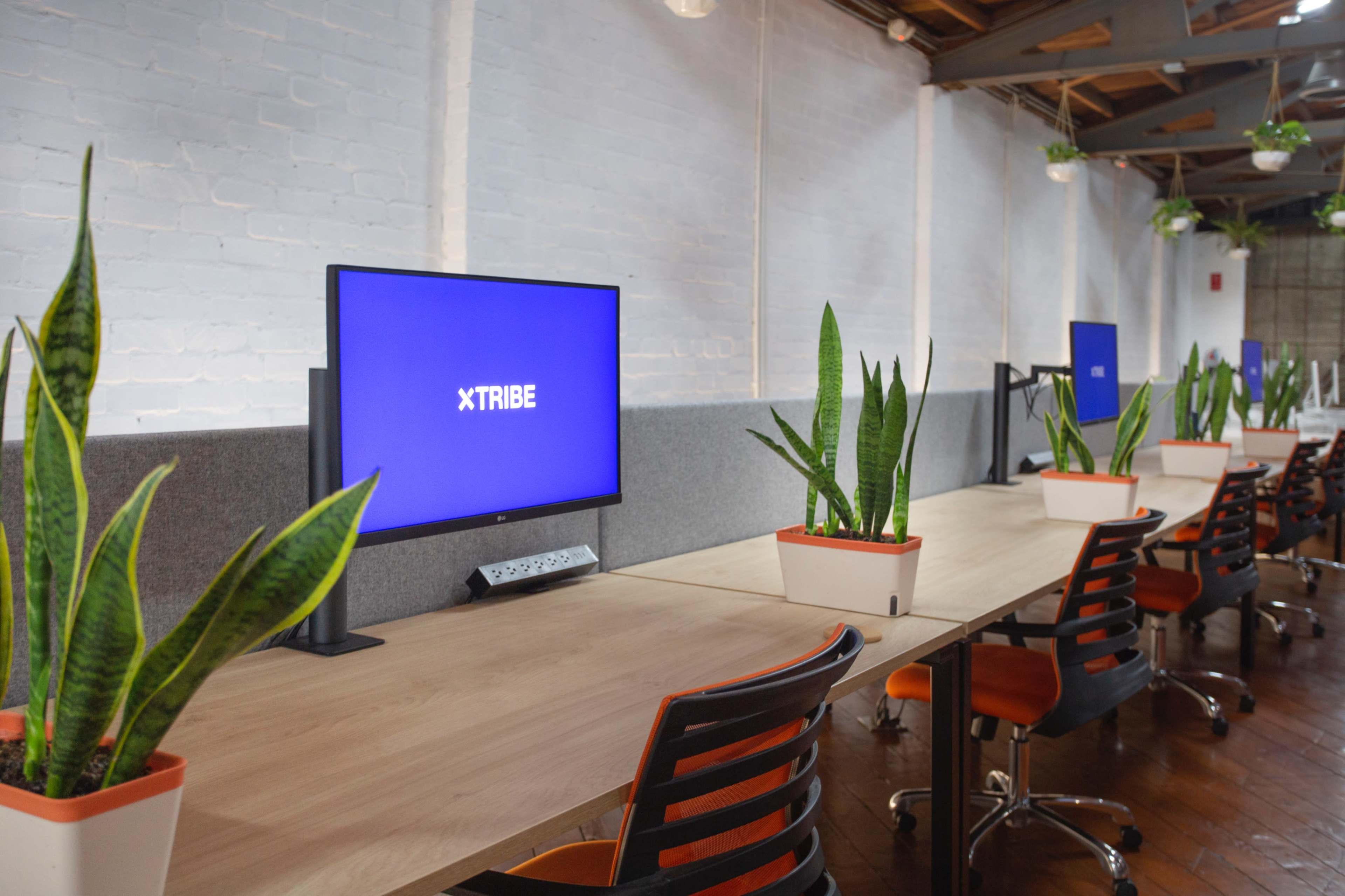 A modern office space features multiple workstations with computer monitors, surrounded by snake plants in white pots.