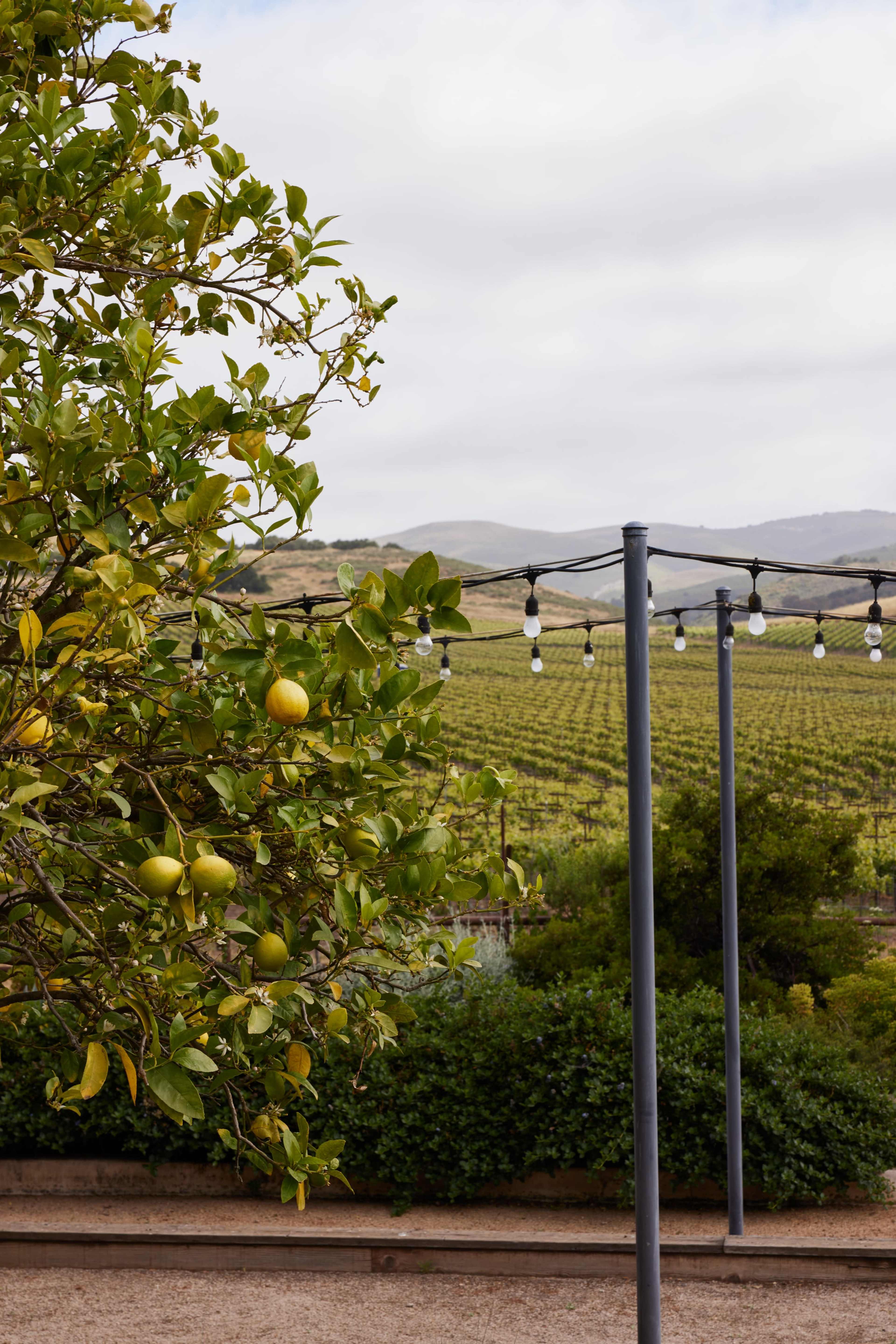 100-Acre Vineyard with Rustic Ranch Backdrops Image in , Lompoc, CA
