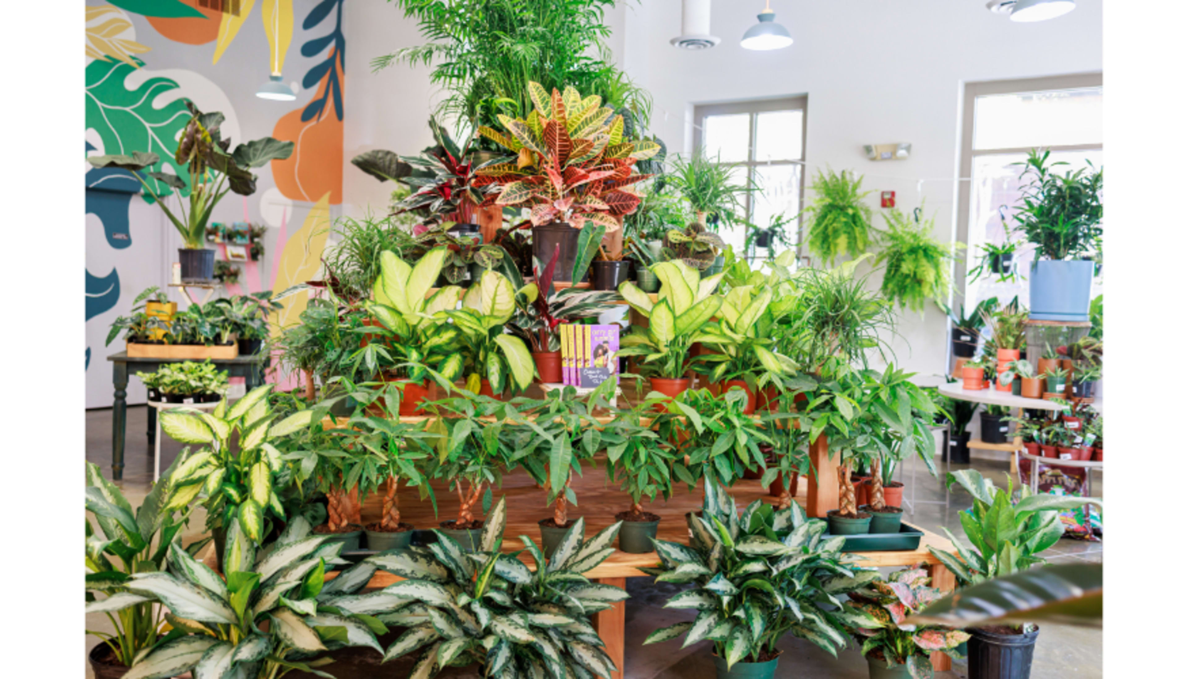 Smyrna/Vinings Charming Houseplant Shop Image in , Smyrna, GA