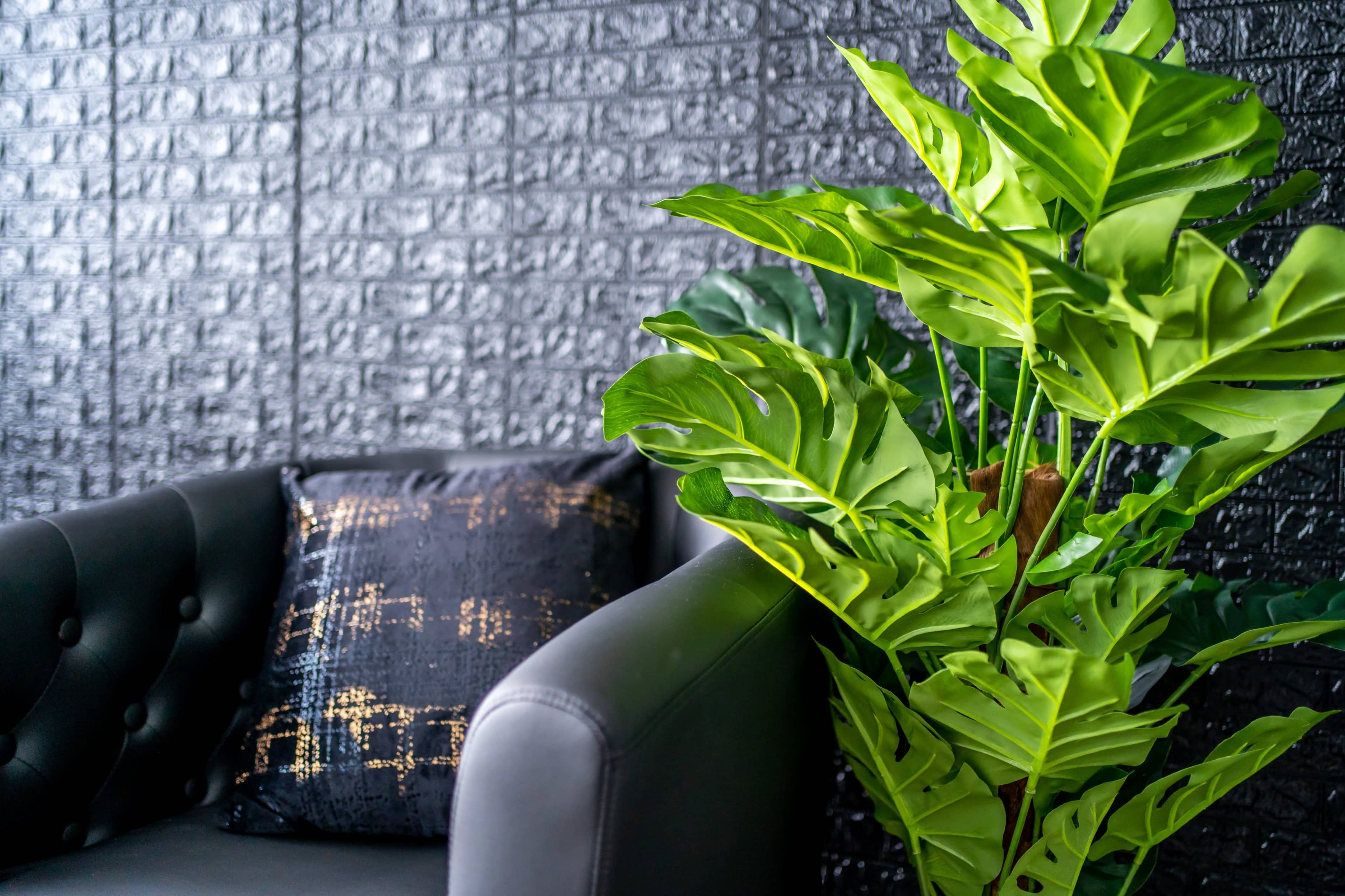 A black sofa with a decorative cushion sits next to a large, green leafy plant against a textured black wall.