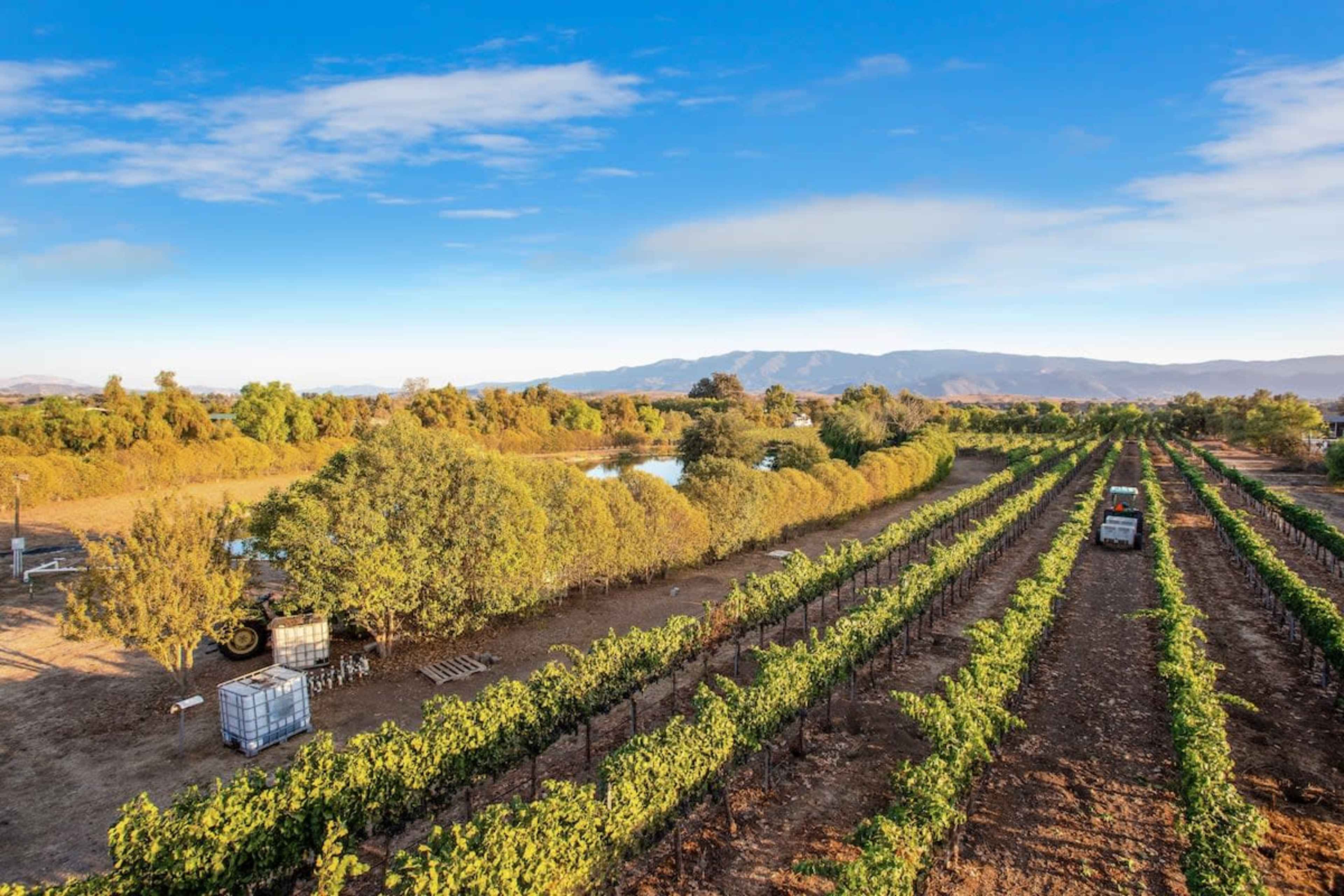 A vineyard with neatly arranged rows of grapevines and a tractor working among lush greenery against a backdrop of mountains and a clear sky.
