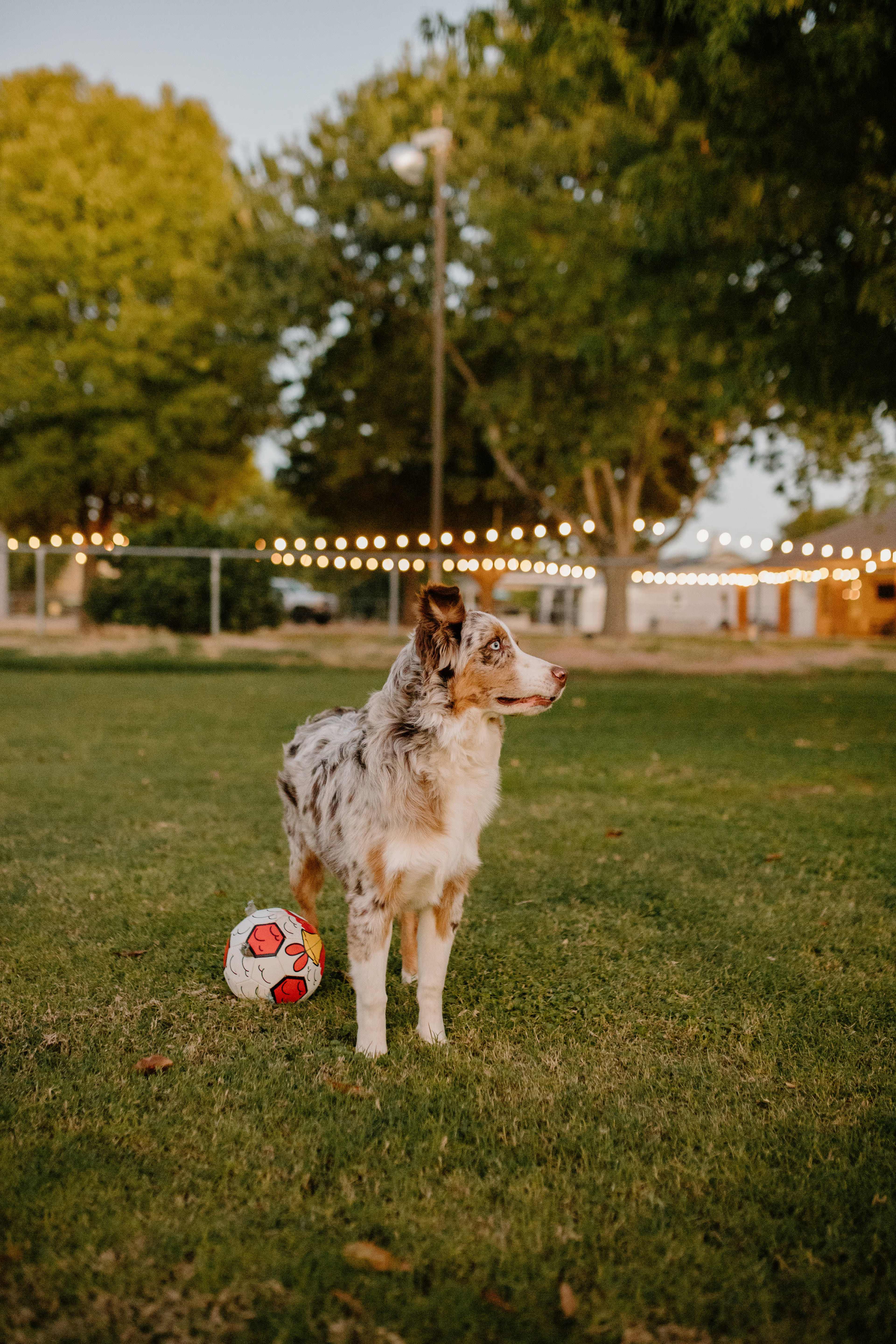 A dog stands on a grassy field next to a soccer ball, with trees and string lights in the background.