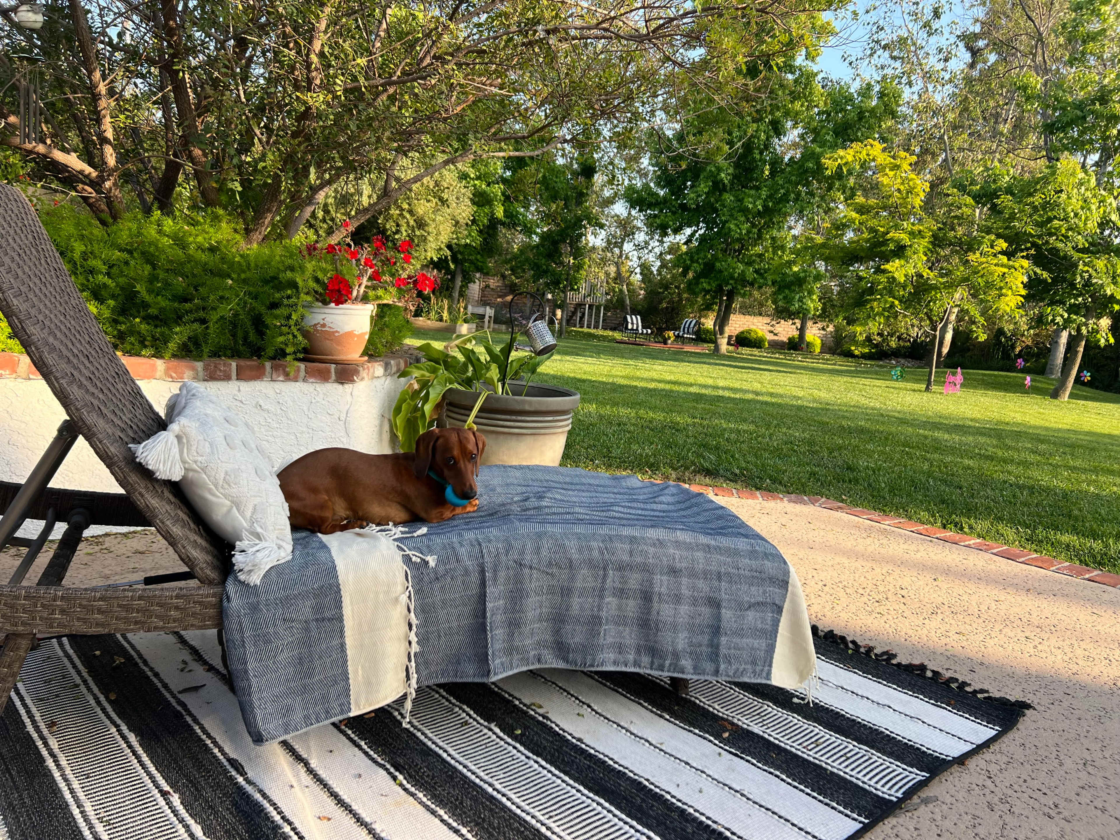 A brown dog rests on a lounge chair covered with a blanket in a yard surrounded by trees and flowers.