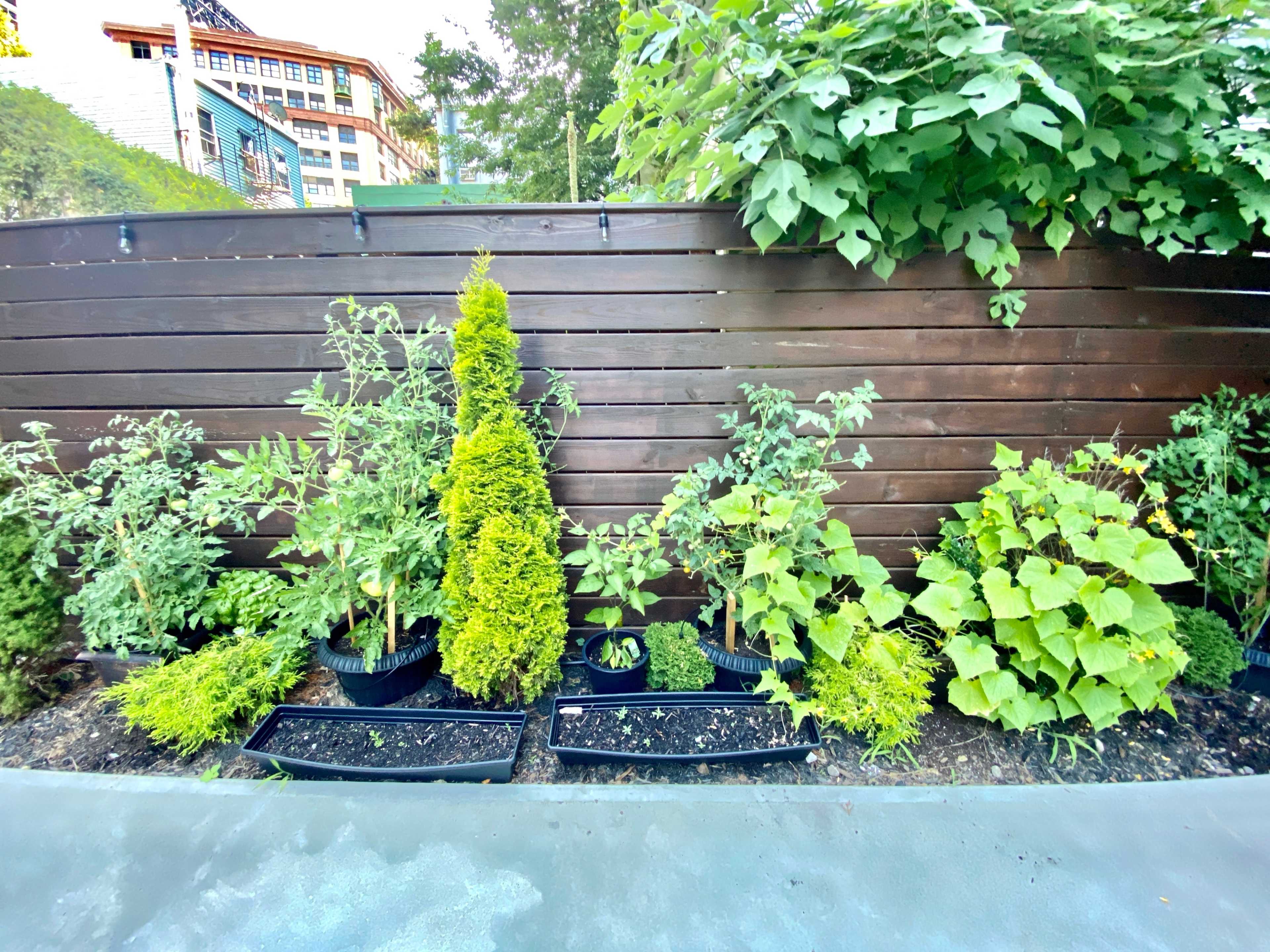 A variety of plants arranged in garden beds against a wooden fence.