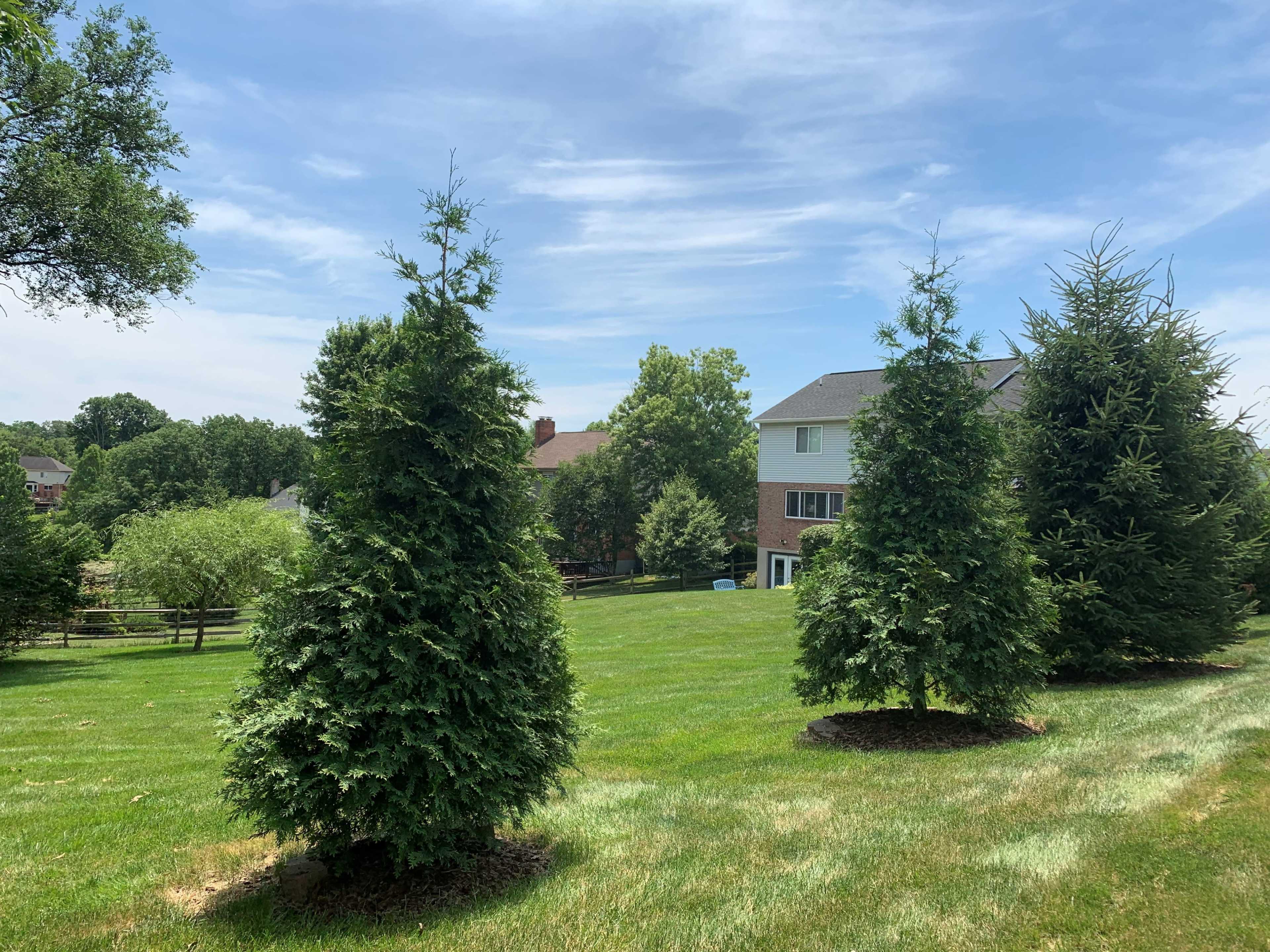 A grassy yard with several evergreen trees arranged in a row, alongside a residential house in the background.