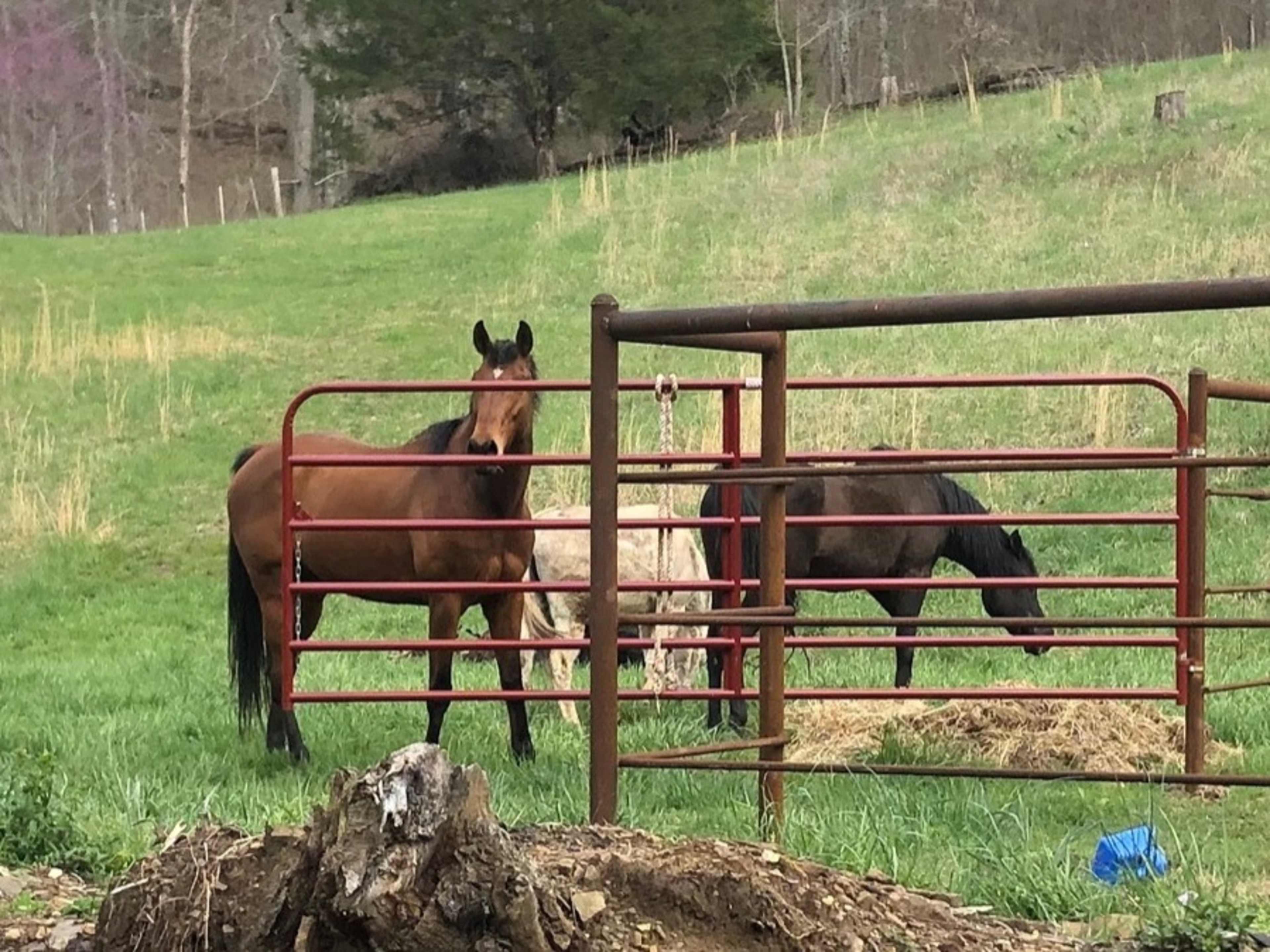 Horse included in photo shoot or film.