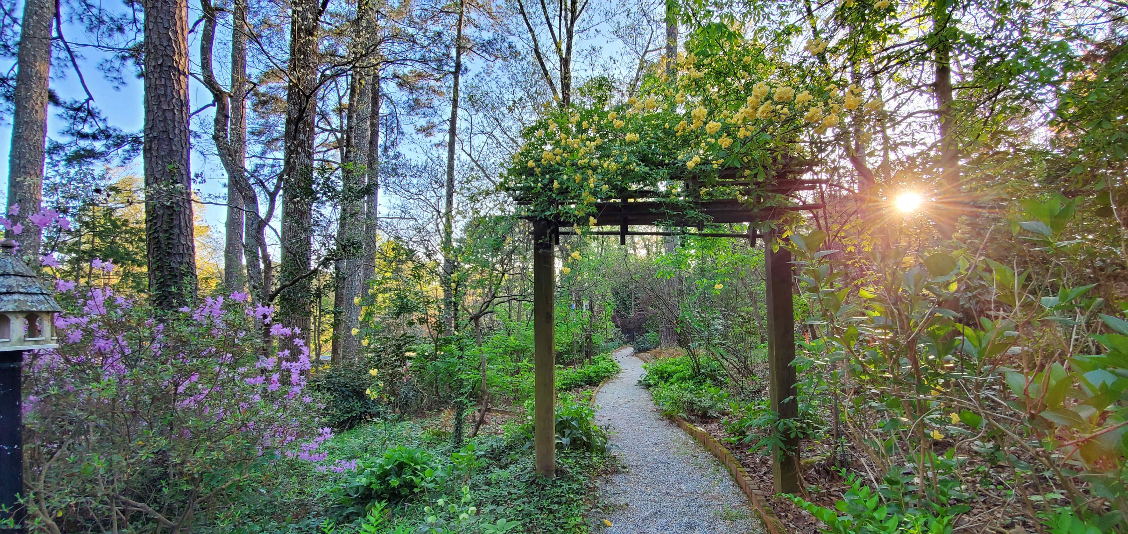 A gravel path winds through a lush garden, bordered by trees and flowering plants, leading to an arch covered in yellow blooms with the sun setting in the background.