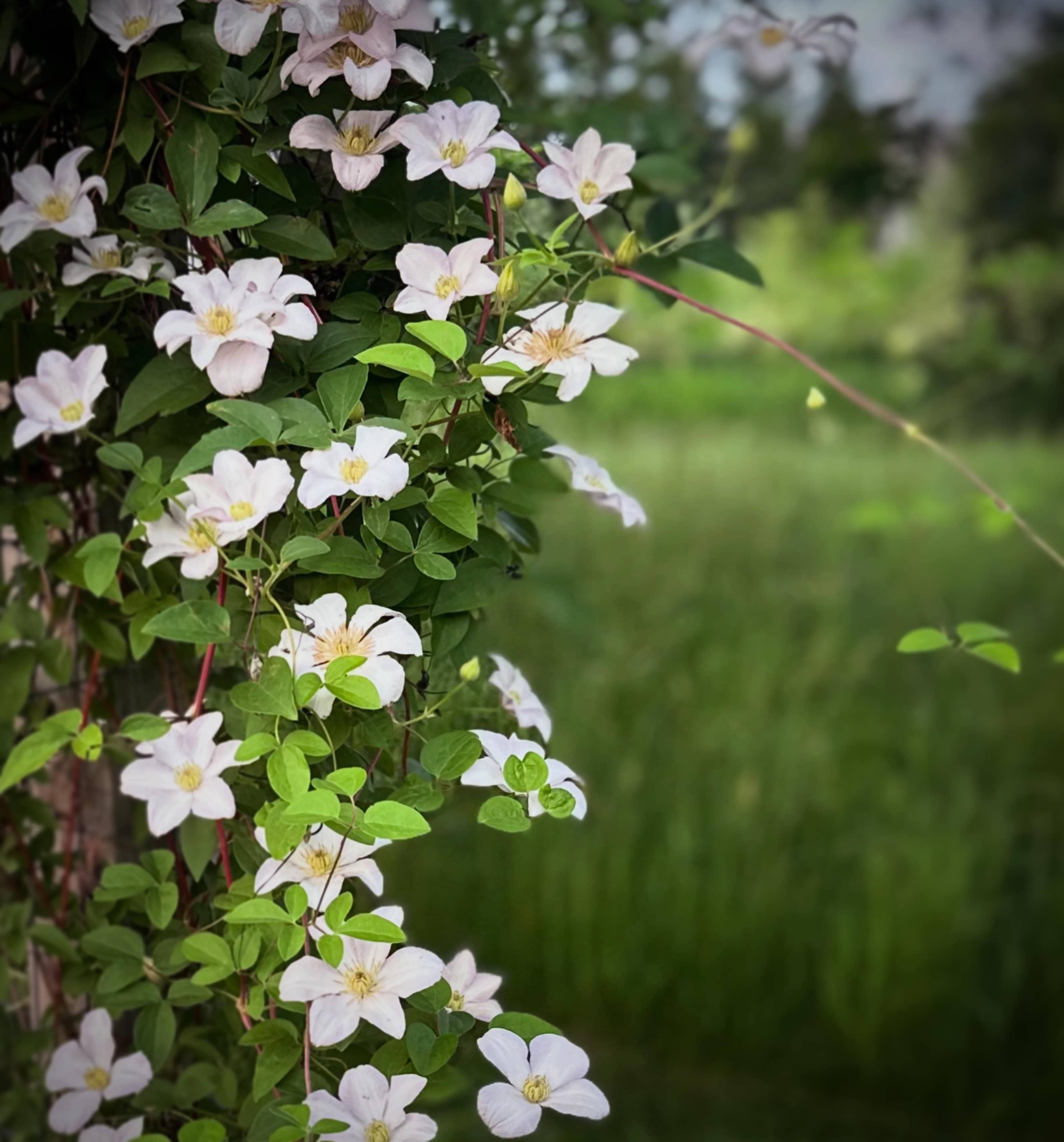 Photography Venue at The 4 Acre Farm Image in Georgetown Township, Hudsonville, MI