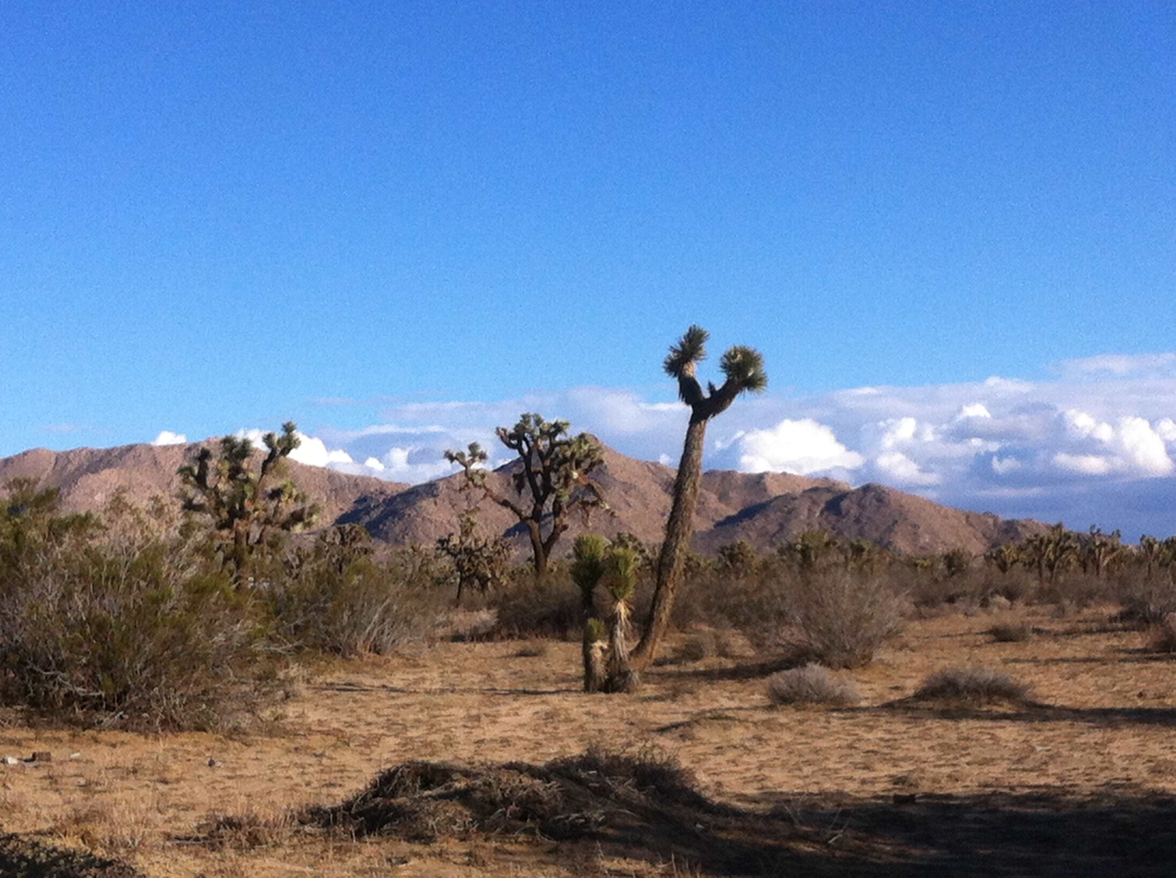 The image shows a desert landscape with Joshua trees and mountains in the background under a clear blue sky.