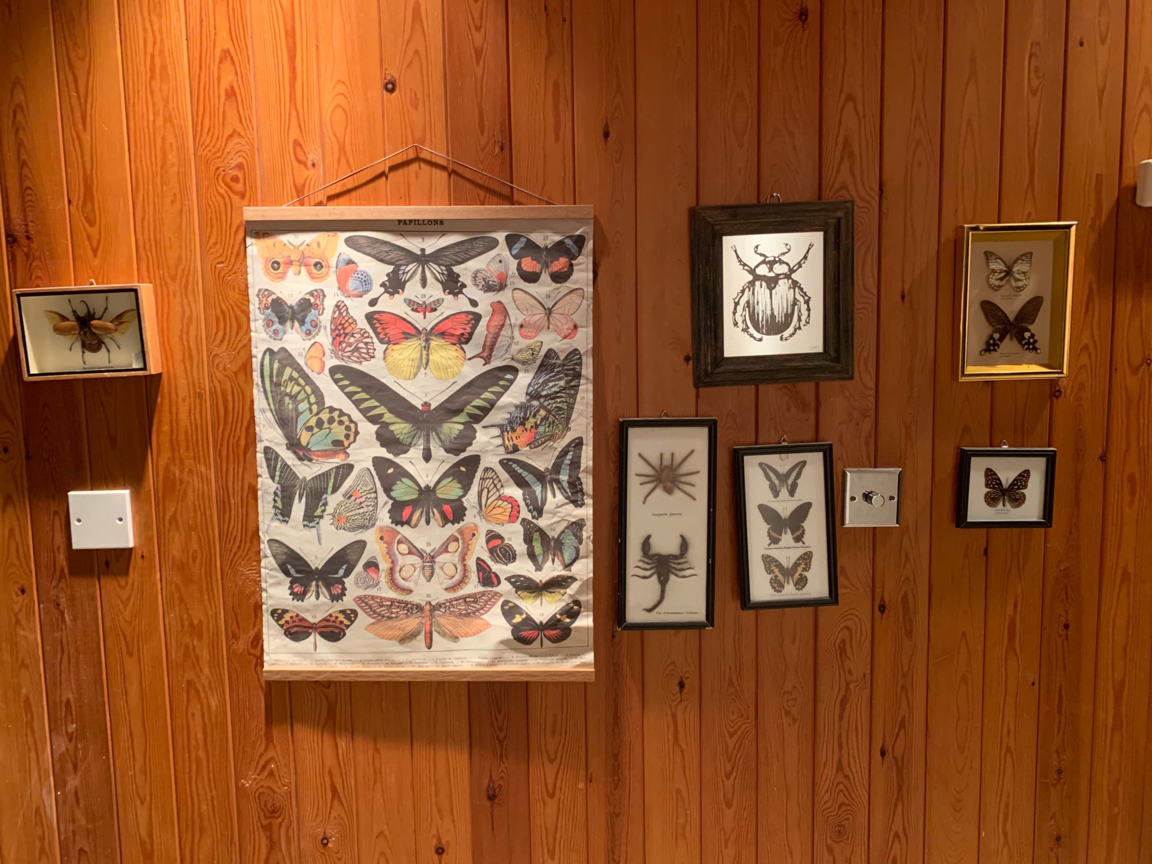 The image shows a wall decorated with various framed illustrations of insects and butterflies, arranged alongside a hanging poster featuring different types of butterflies.