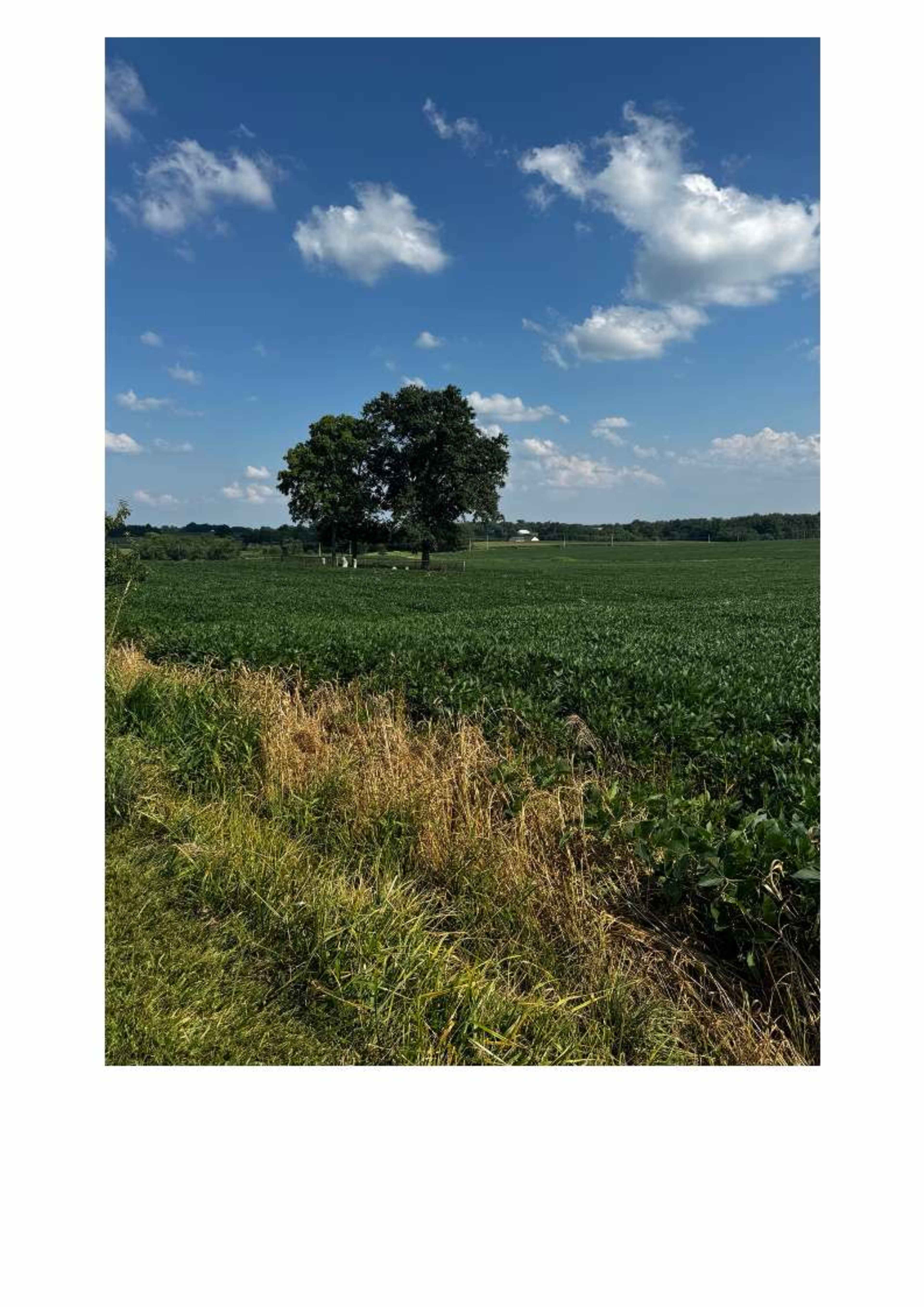 A solitary tree stands in the middle of a green field under a blue sky with scattered clouds.