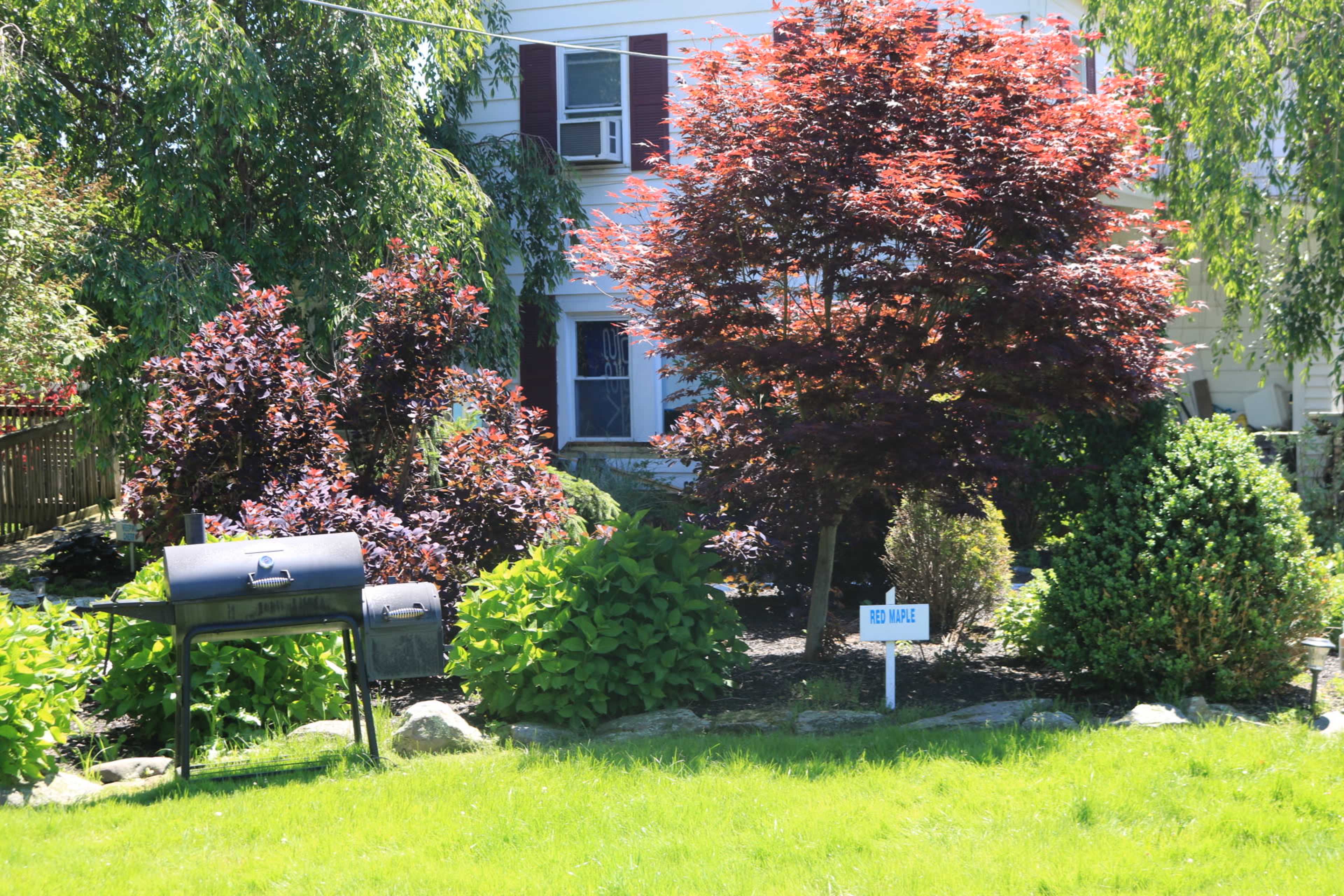 A black grill sits beside a landscaped garden featuring a red maple tree and various shrubs in front of a house.
