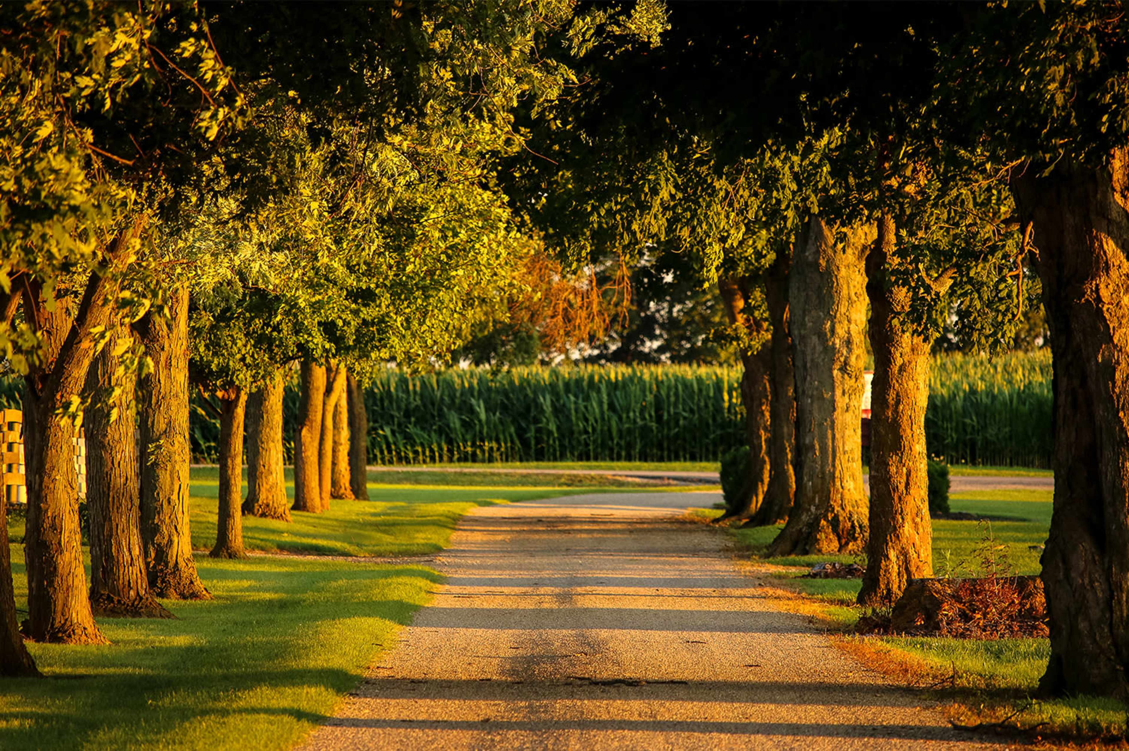 A gravel road lined with trees leads towards a field of tall corn in the background.