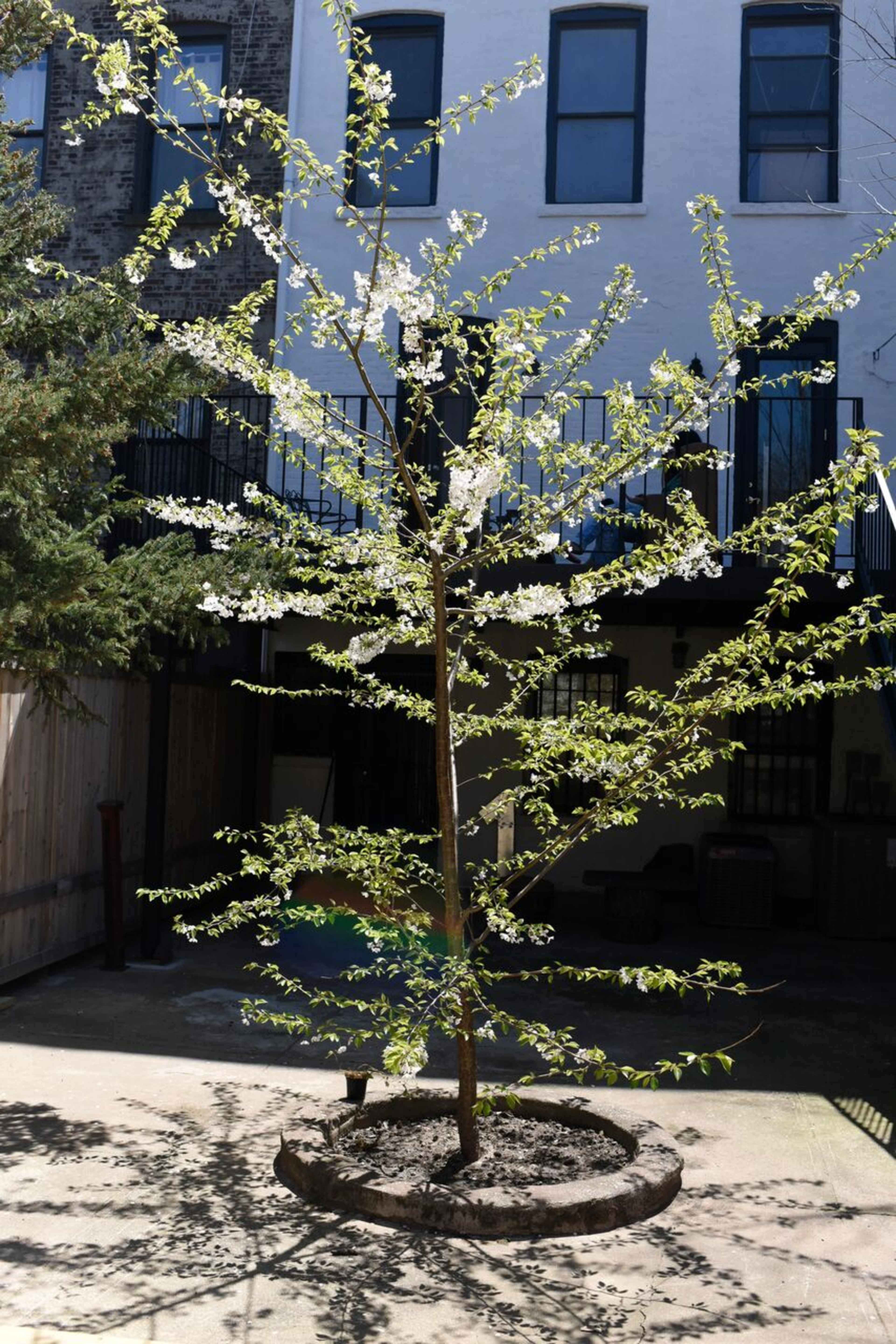 A blooming tree with white flowers stands in a courtyard surrounded by buildings.