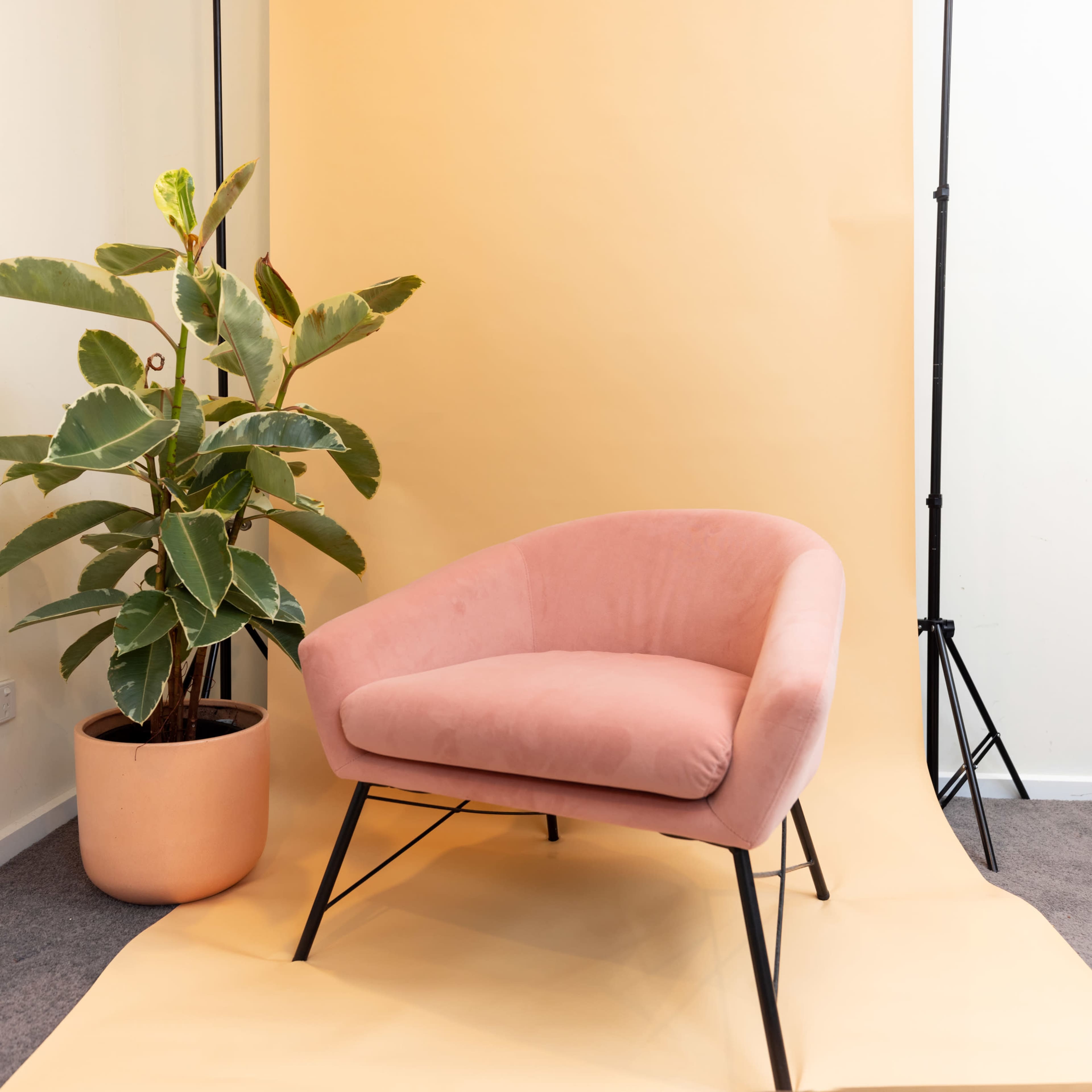 A pink upholstered chair is positioned on a light yellow backdrop alongside a potted green plant.
