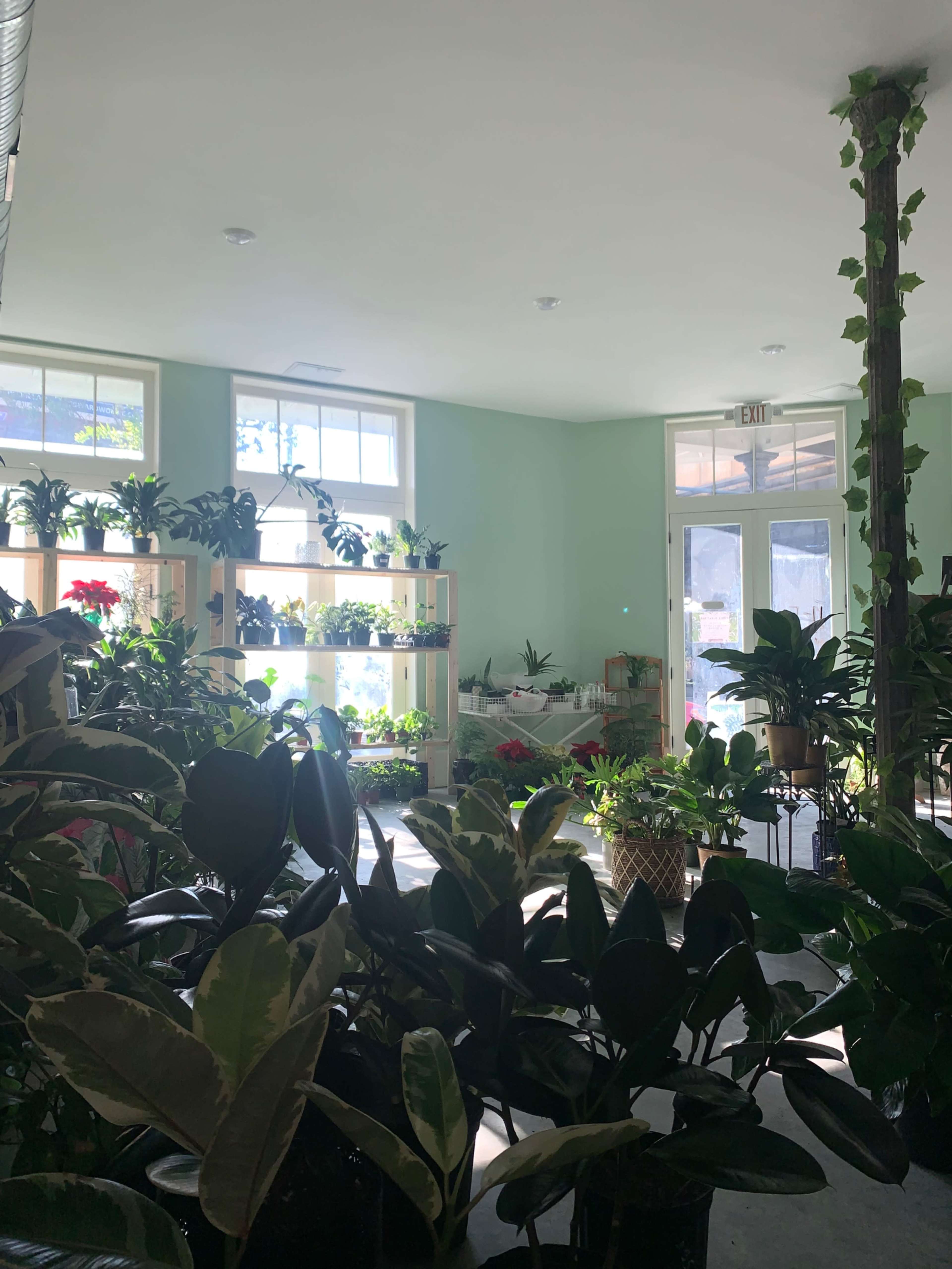 A bright interior of a plant shop featuring wooden shelves filled with various potted plants and natural light streaming through large windows.