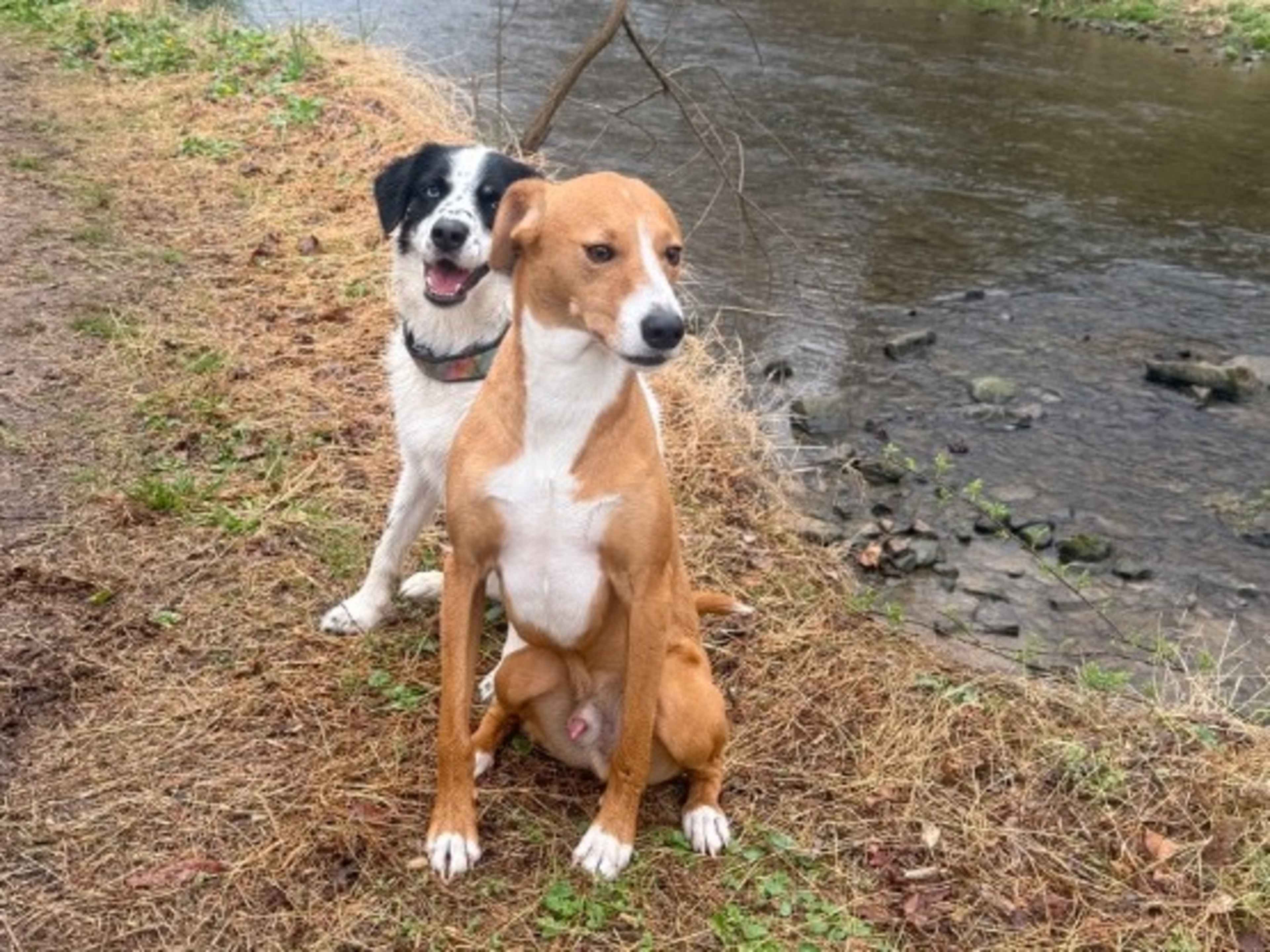 Dogs and cats