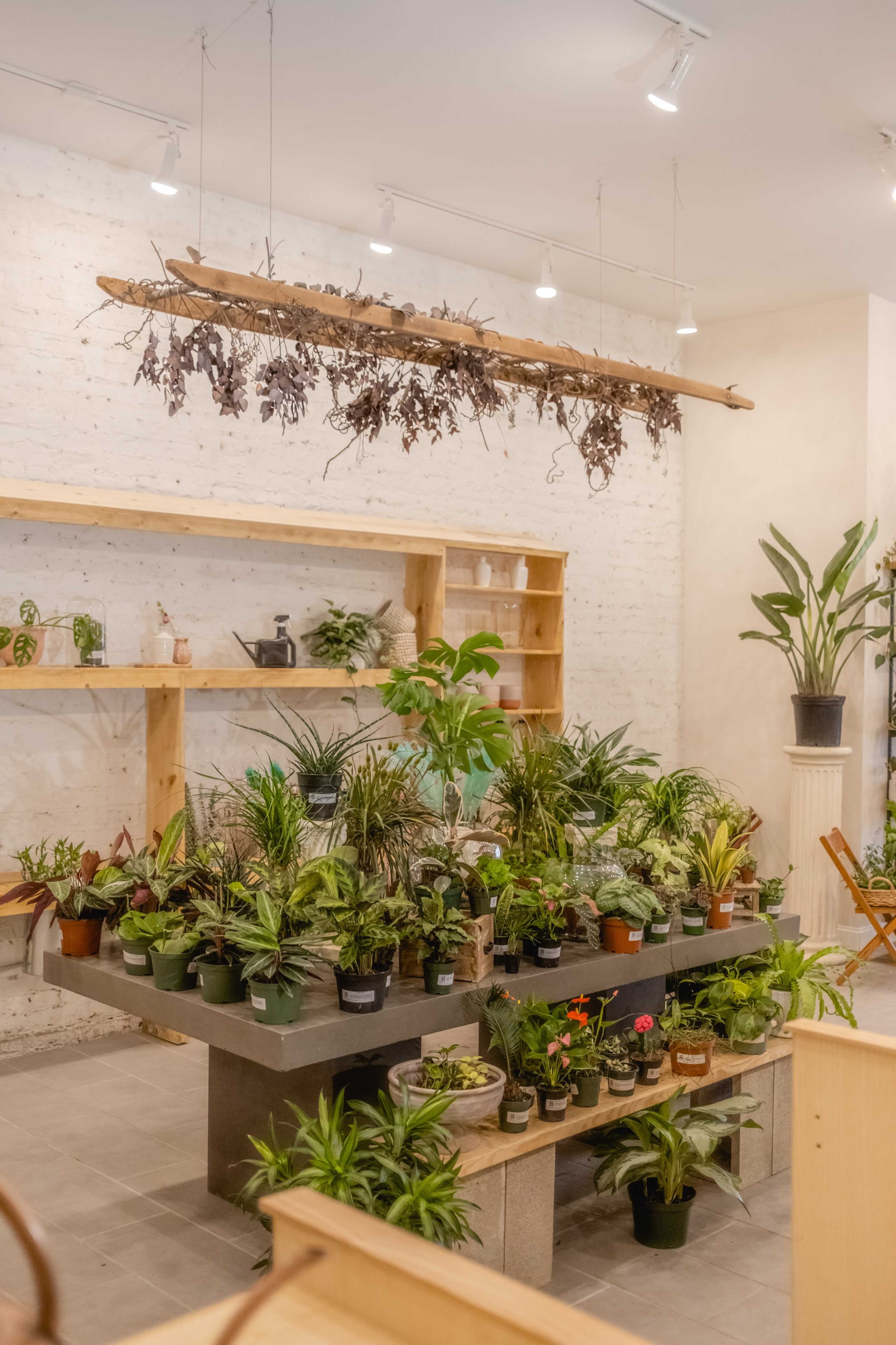 A modern plant shop displays a variety of potted plants arranged on shelves and tables under warm lighting.