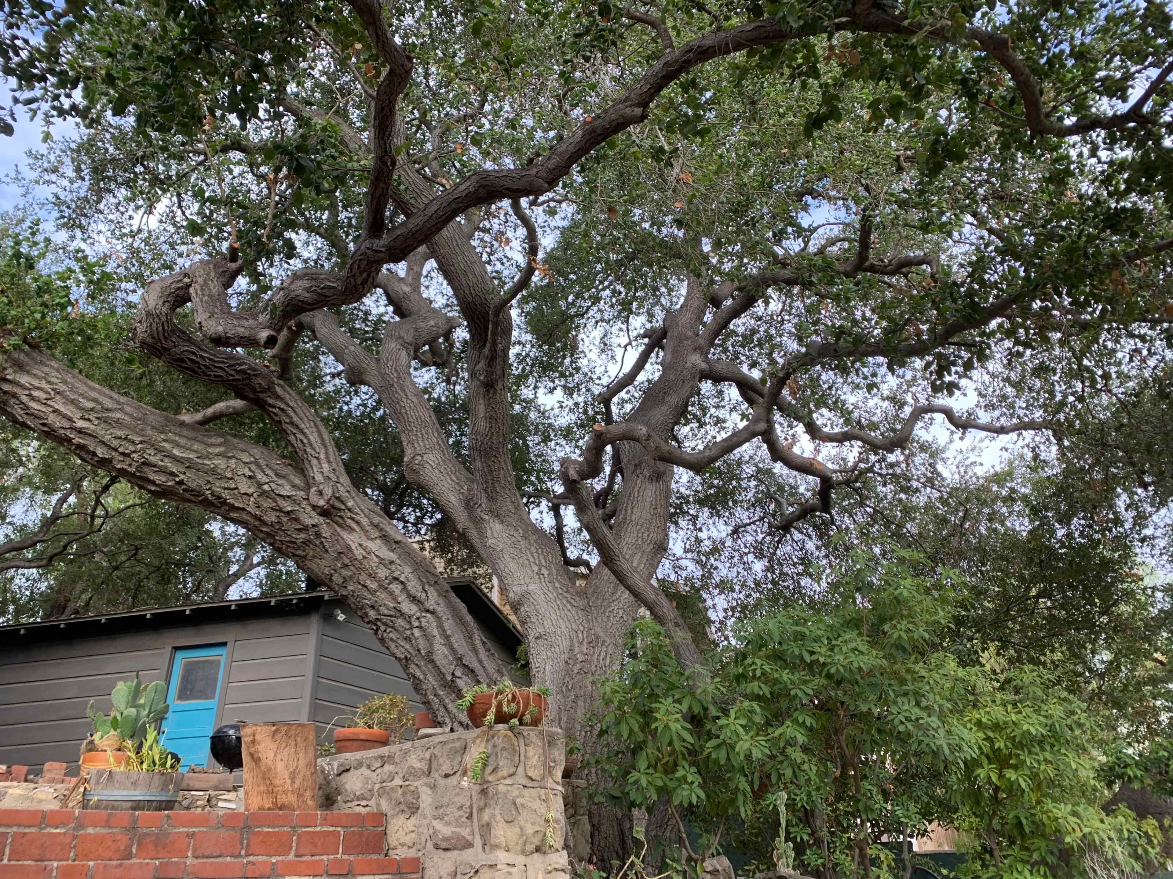 A large, sprawling tree with thick branches stands beside a stone wall and a building with a blue door.