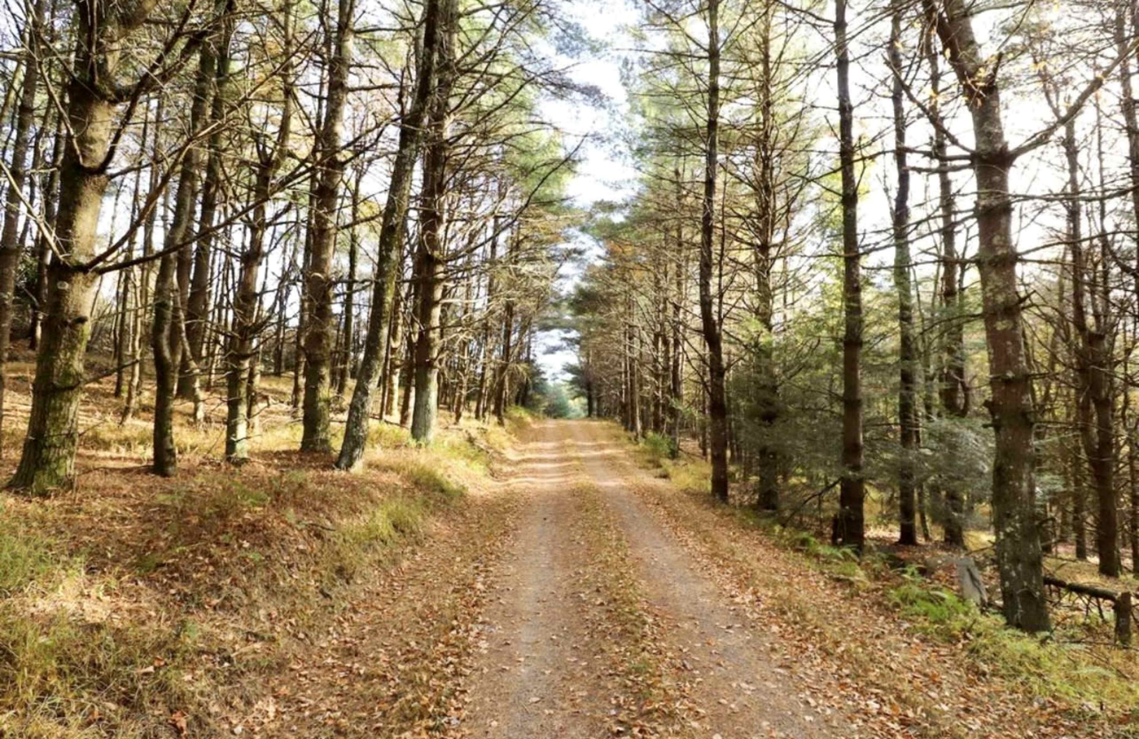 A dirt road extends between rows of tall trees in a forest, with leaves scattered along the ground.