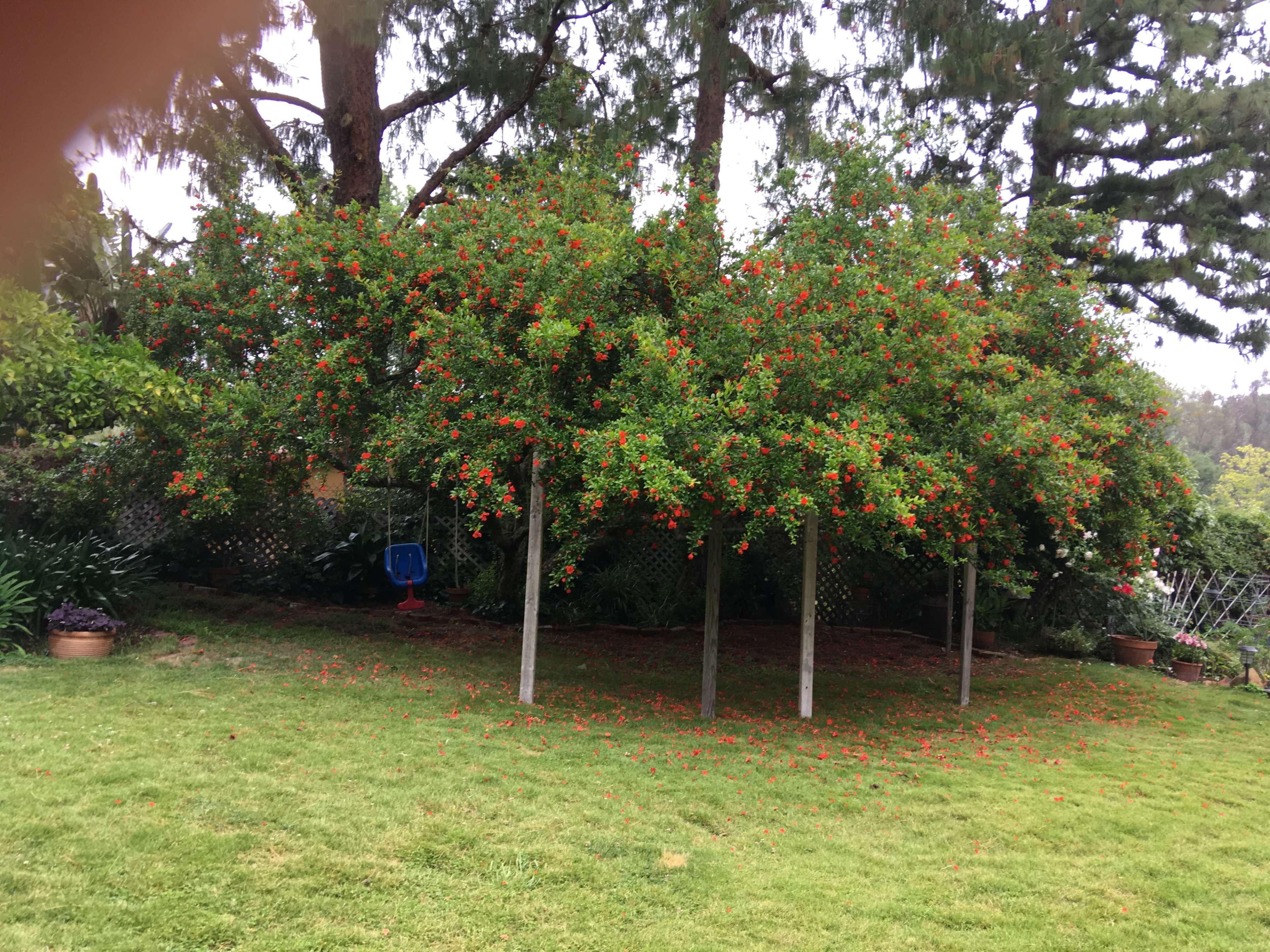 A row of shrubs with red berries stands in a grassy backyard.