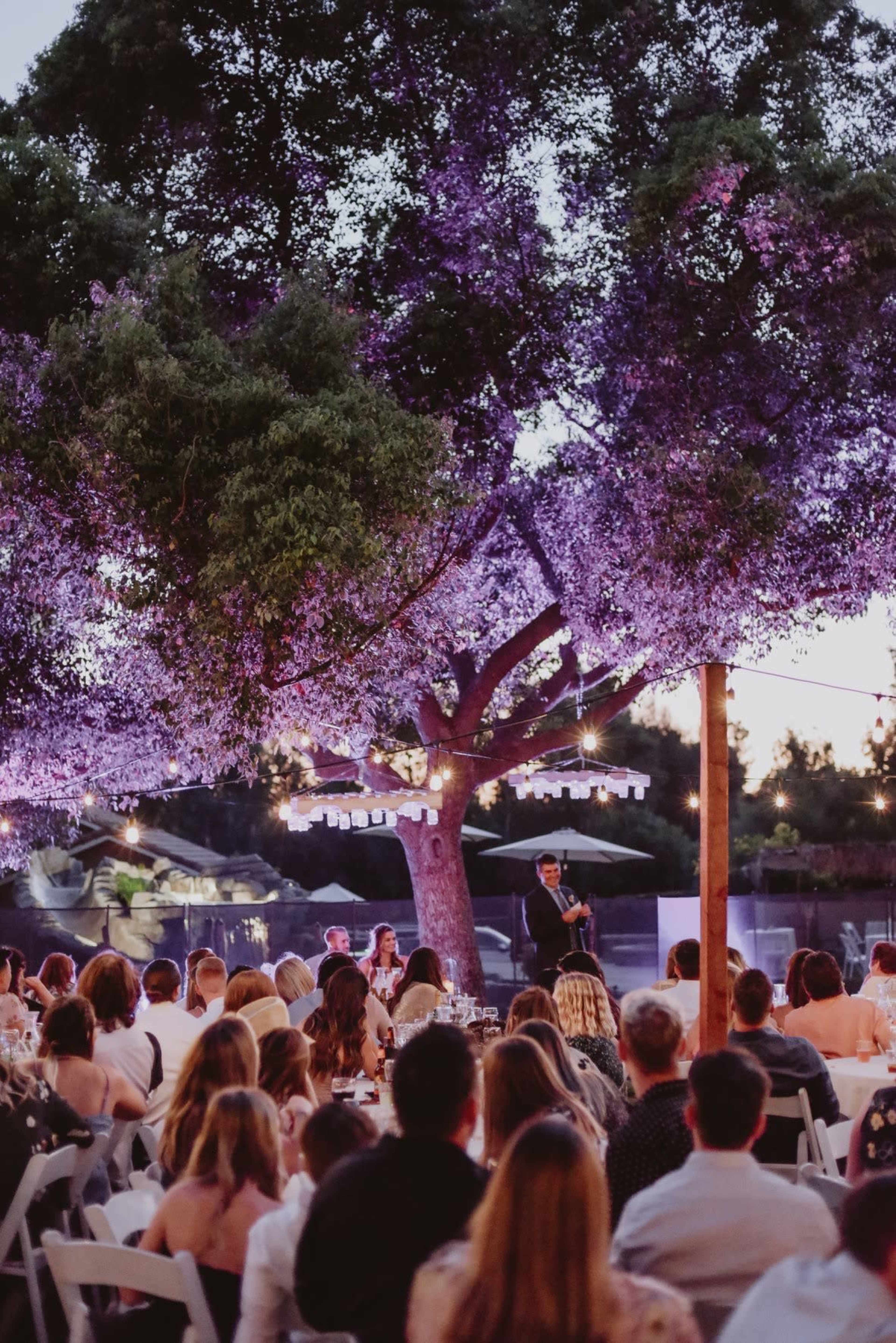 A crowd gathers under a large purple-flowered tree, listening to a speaker amid string lights at dusk.