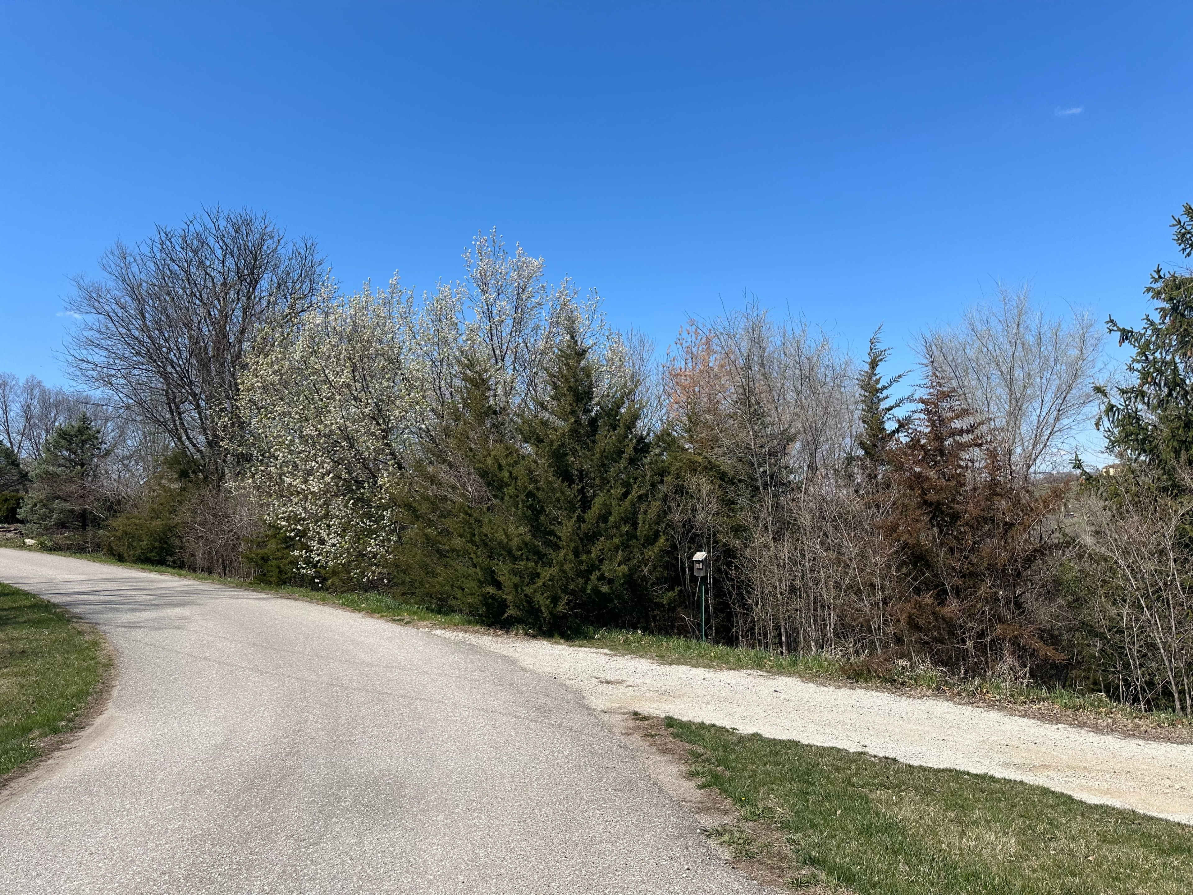 A gravel road curves alongside a tree-lined area with varying types of vegetation and a clear blue sky above.