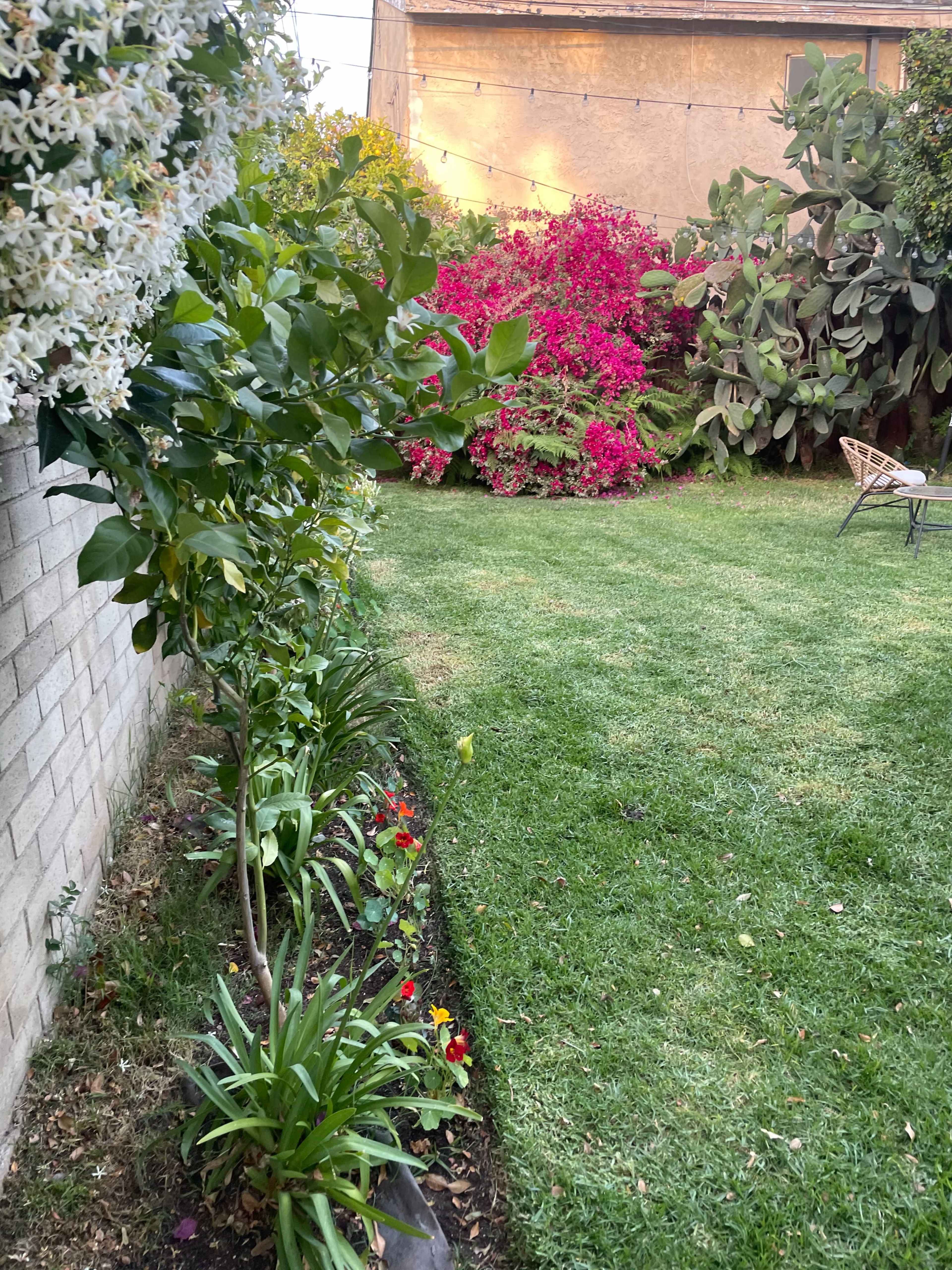The image shows a lush garden with a neatly maintained lawn bordered by flowering plants and colorful bougainvillea in the background.