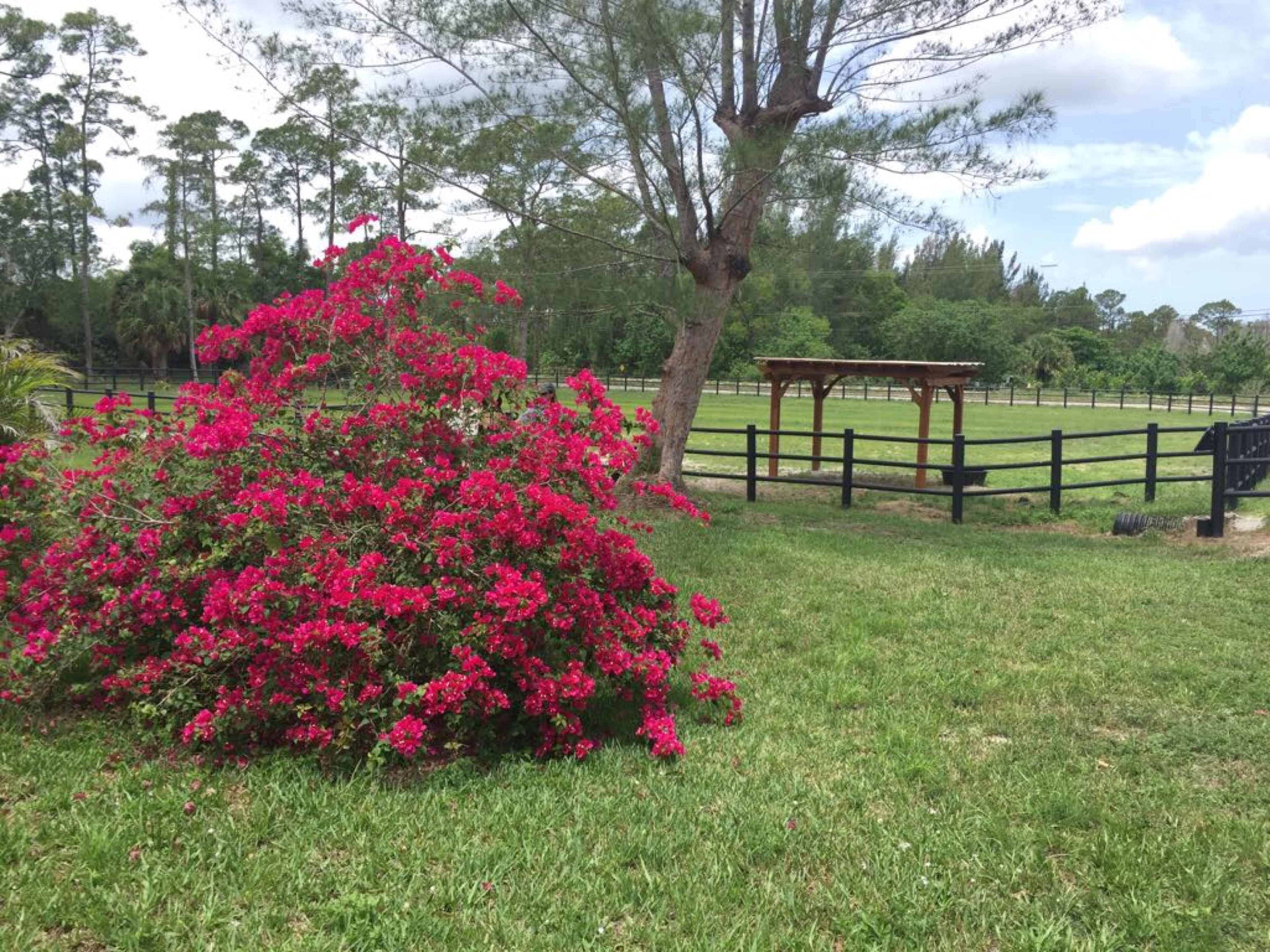 A vibrant pink bougainvillea bush is in the foreground of a green lawn, with a wooden gazebo and a fenced field visible in the background.