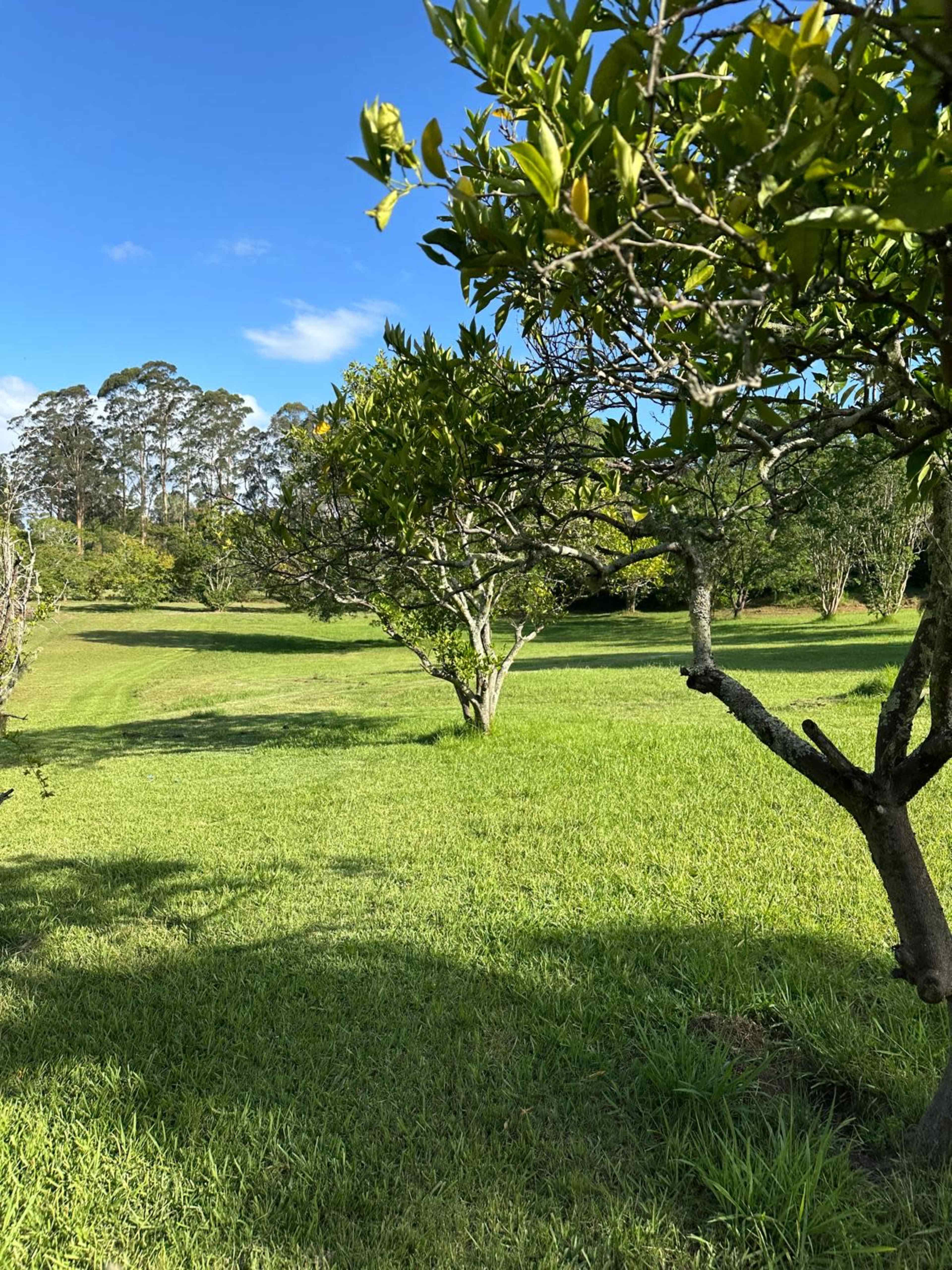 Spacious Country-Style Home in Leafy Dural Image in Dural, Dural, NSW