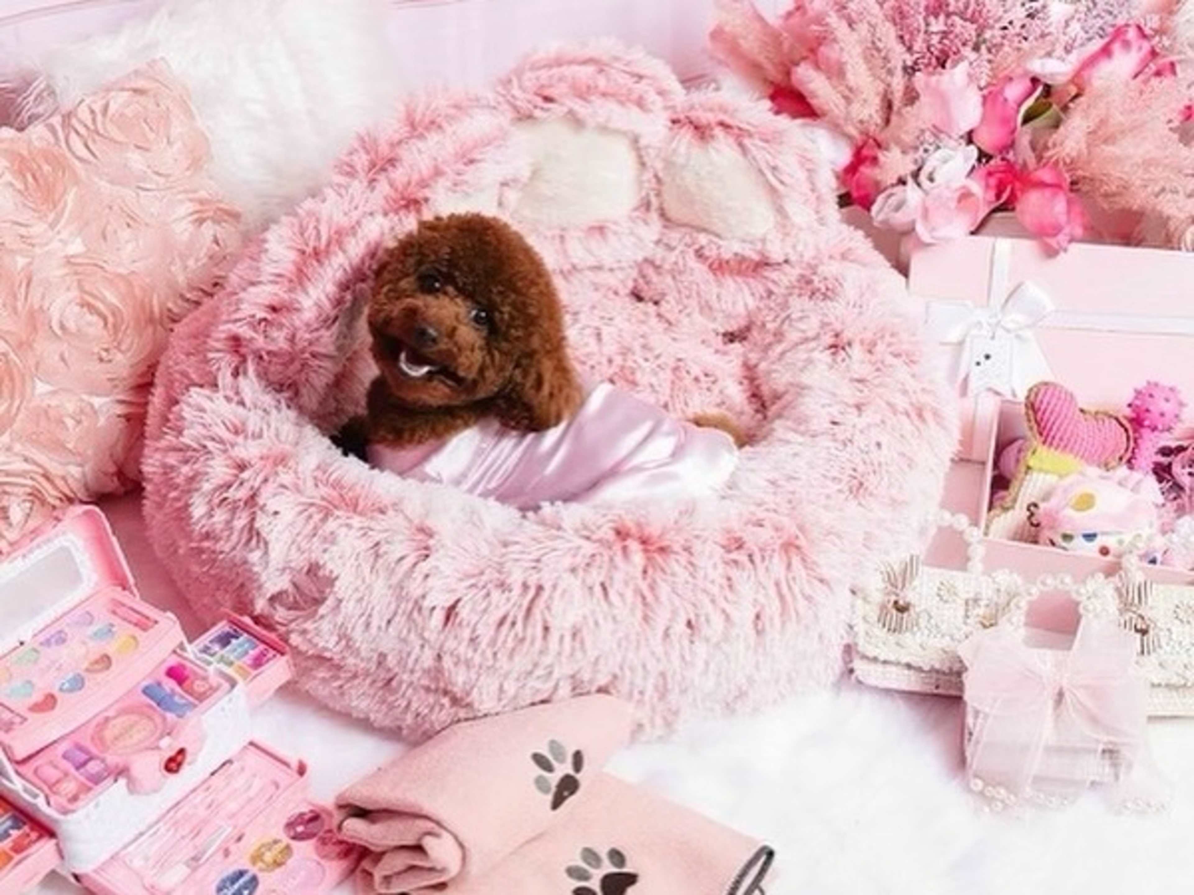 Pawesome Diva Puppy Photo Shoot Services 