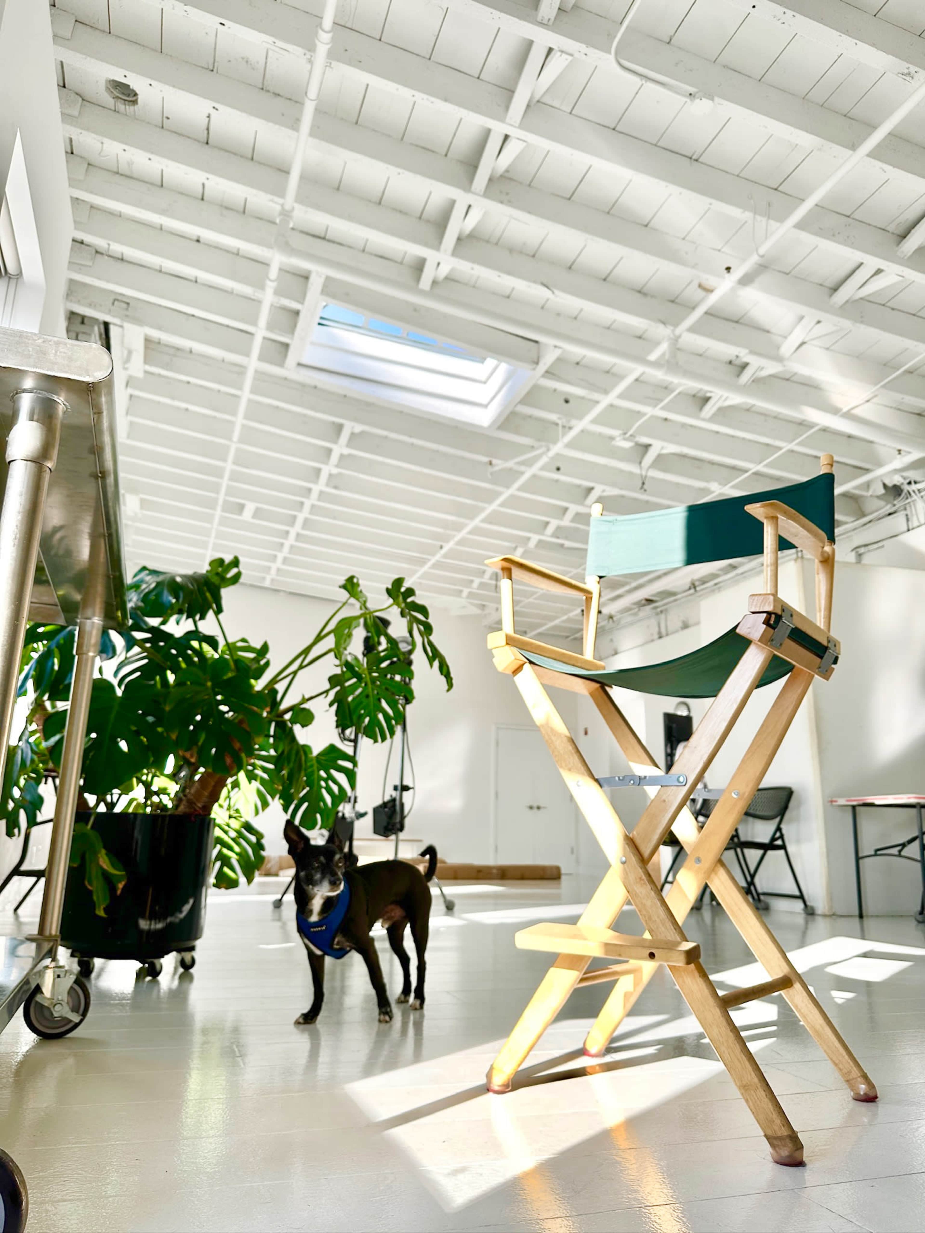 The image shows a bright, spacious room with a skylight, a tall potted plant, a director's chair, and a small dog walking on a white floor.