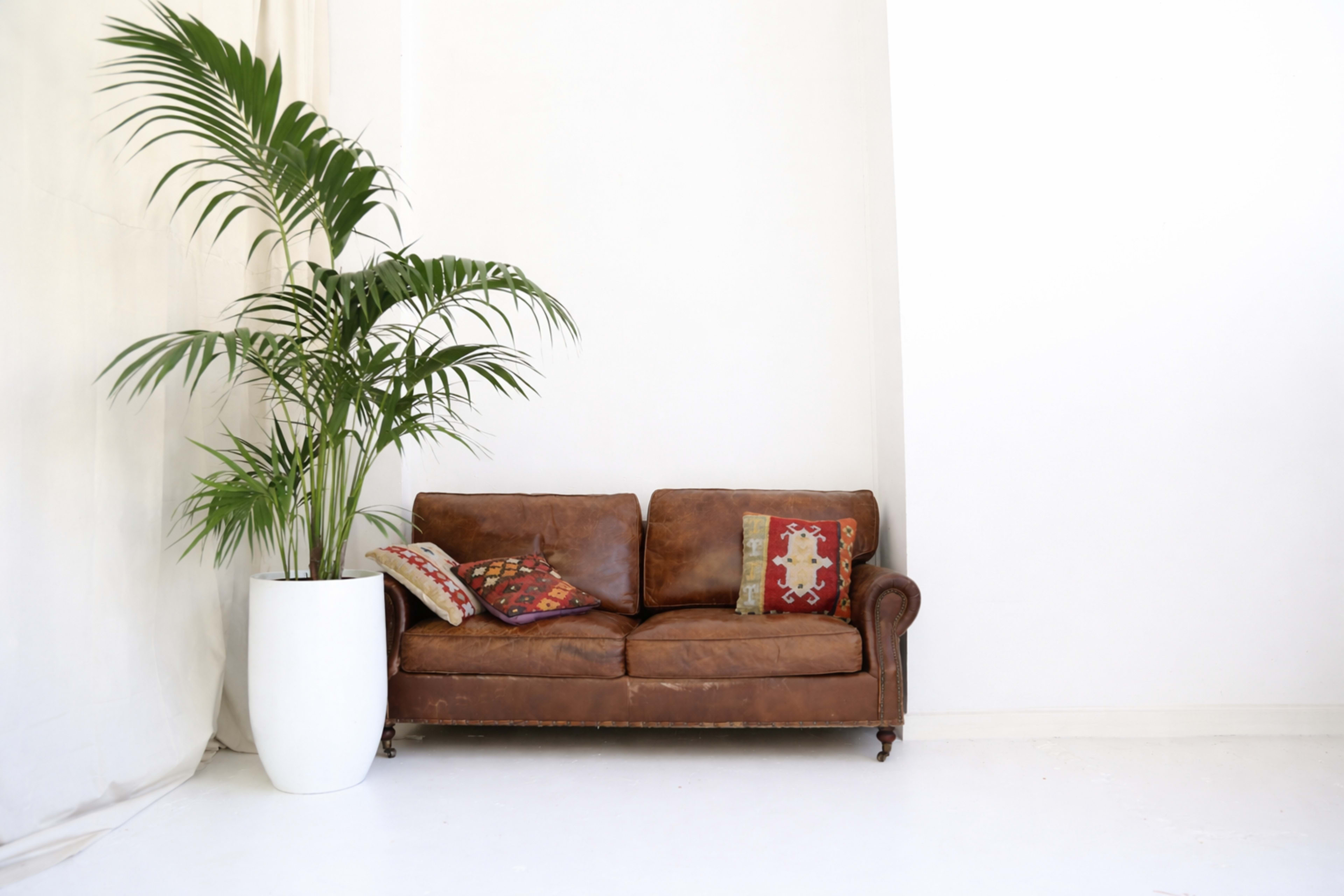 A brown leather sofa with decorative pillows is positioned next to a tall potted plant against a white wall.