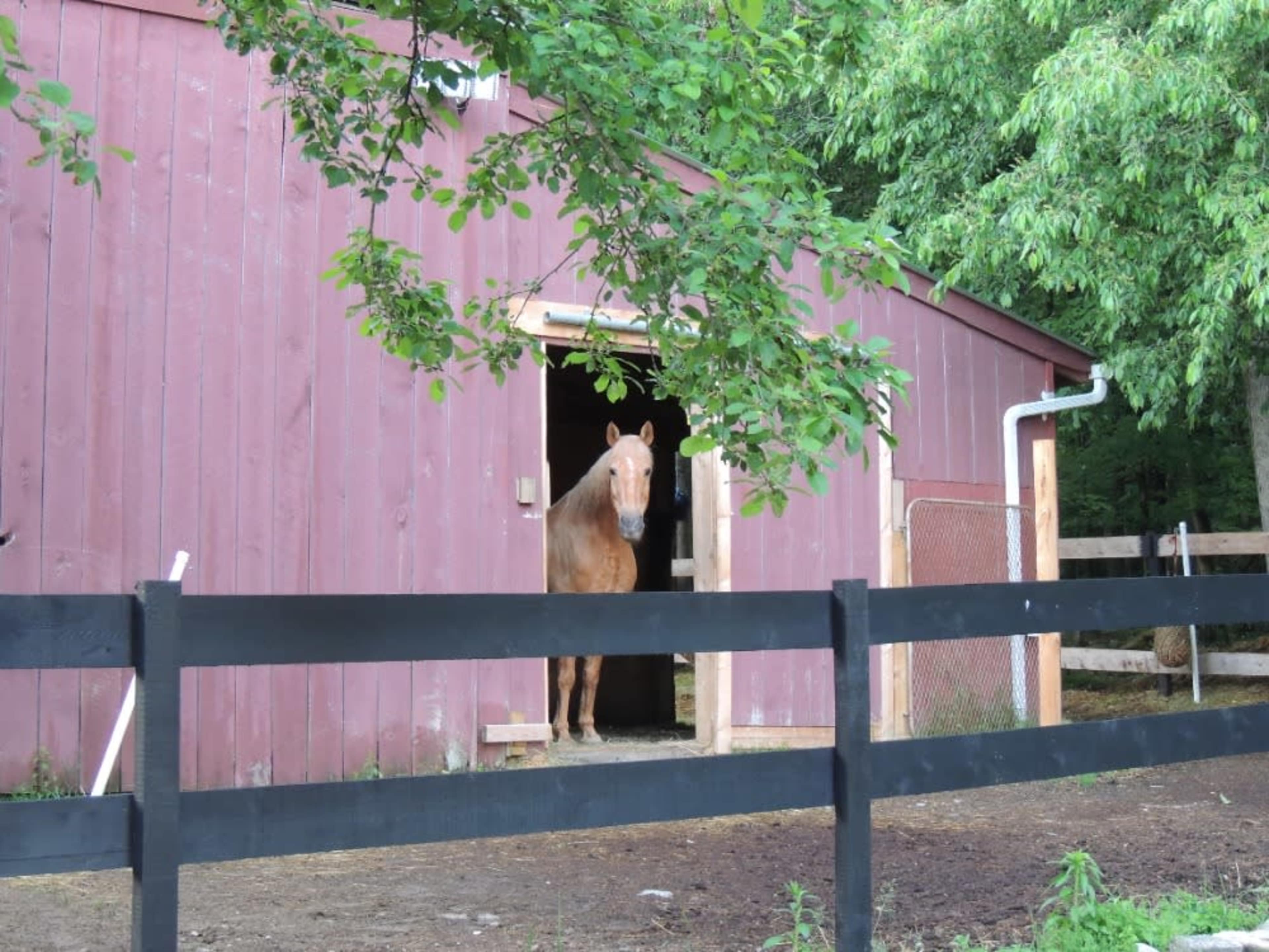 Horses in photo shoots