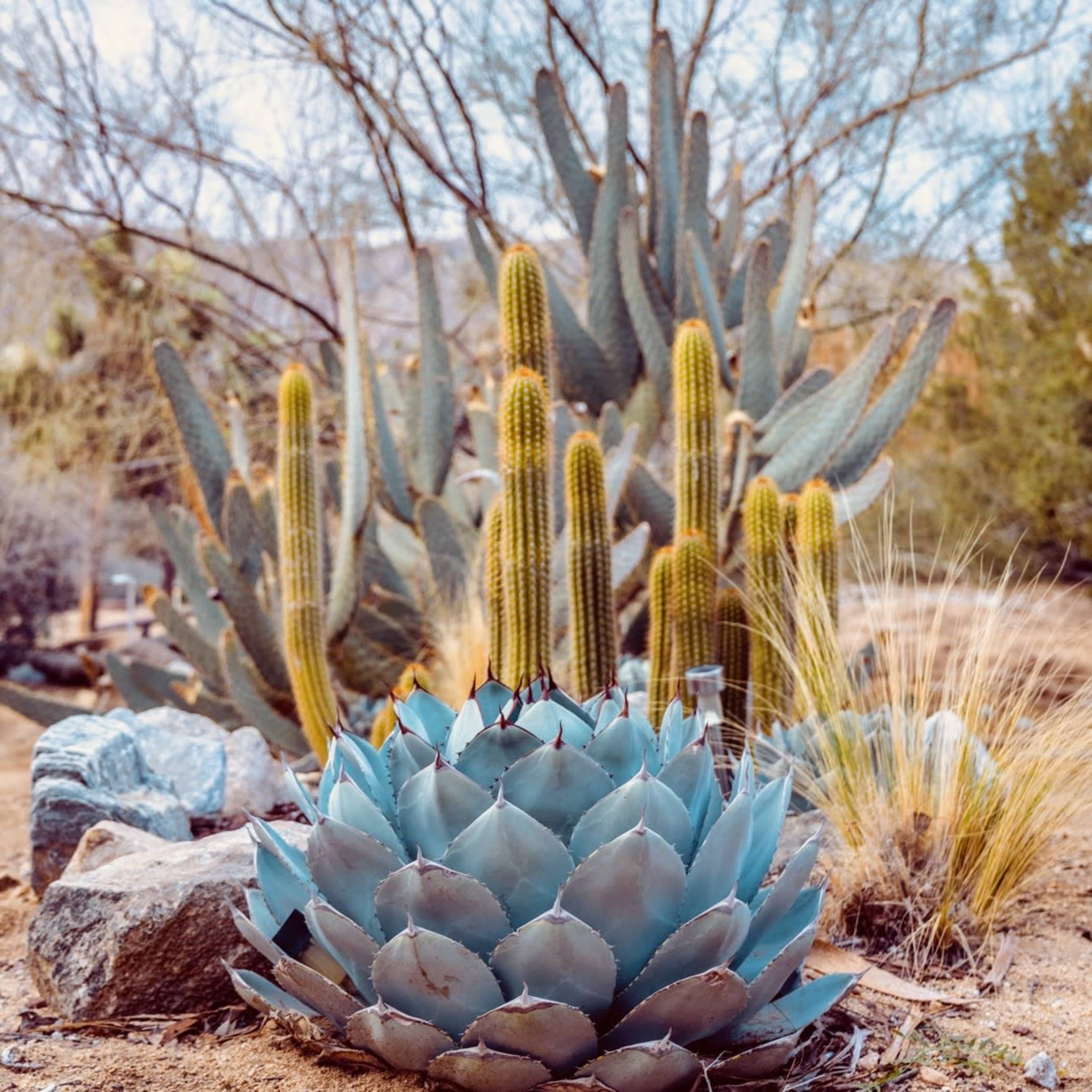 A cluster of succulents, including a large blue agave in the foreground and tall, green cacti in the background, is surrounded by rocky soil and sparse vegetation.