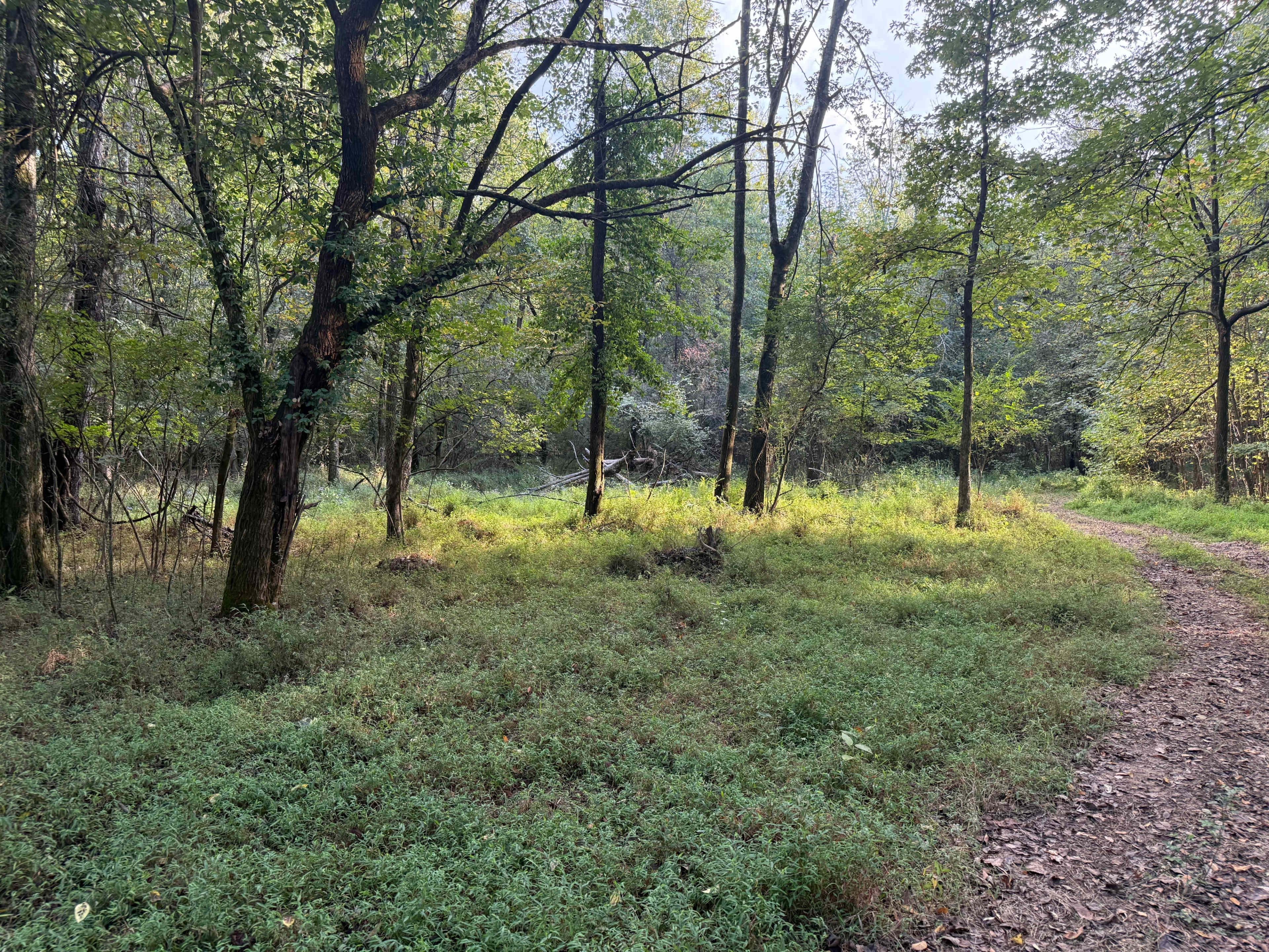 The image shows a forested area with tall trees, thick underbrush, and a winding dirt path.