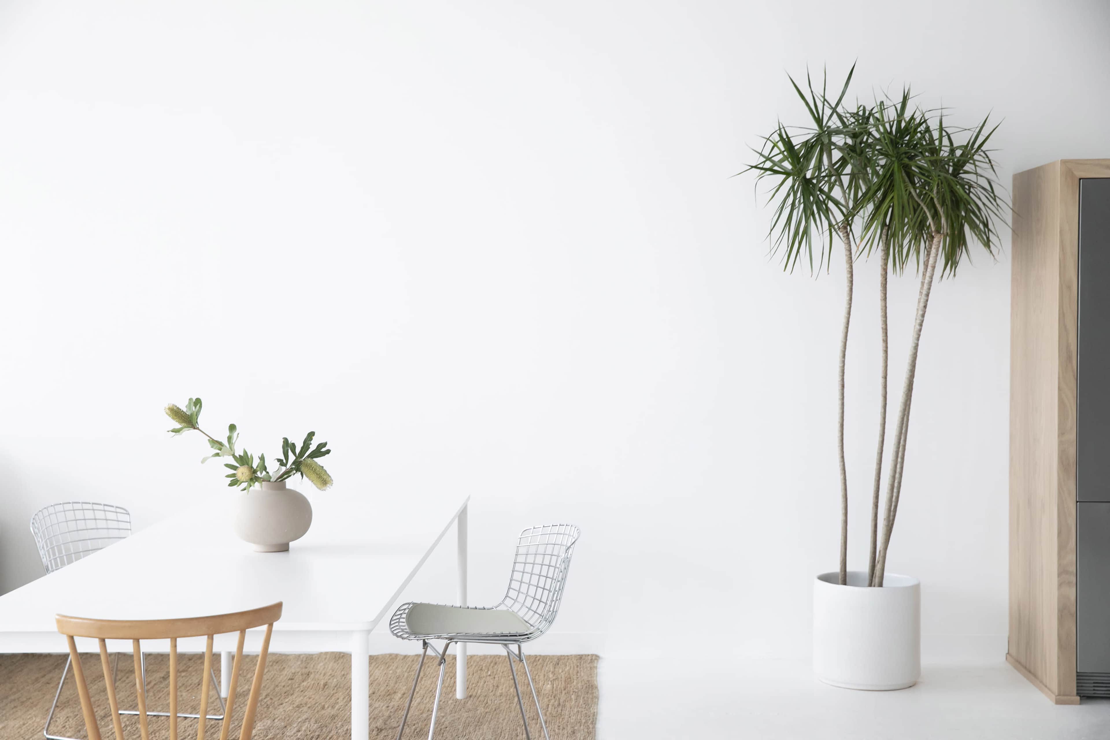 A minimalist dining area features a white table, two chairs, a beige vase with flowers, and a tall indoor plant beside a wooden cabinet.