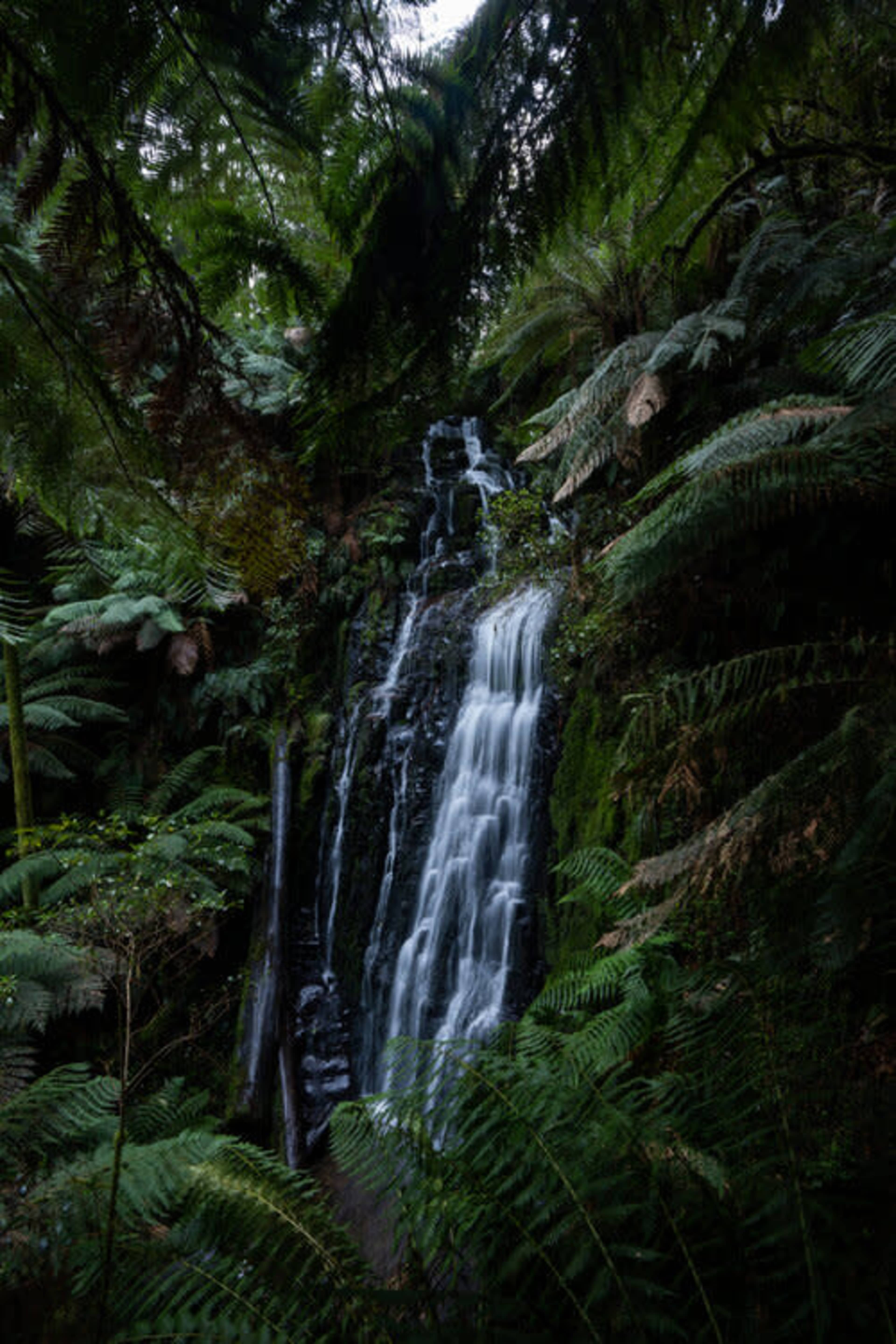 A waterfall cascades down a rocky face, surrounded by dense ferns and lush greenery.