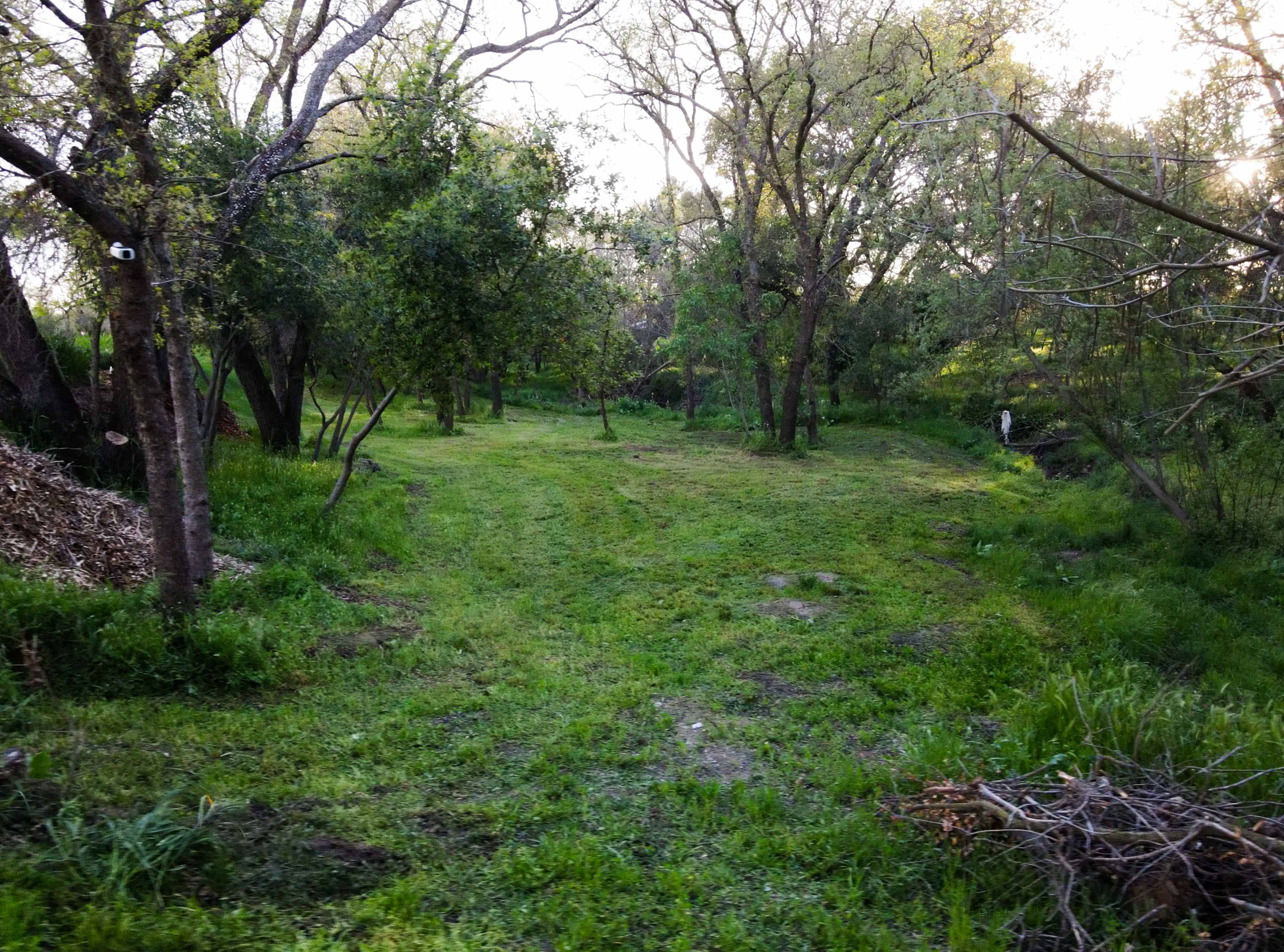 Private Forest in the middle of the city! Image in Citrus Heights, Citrus Heights, CA