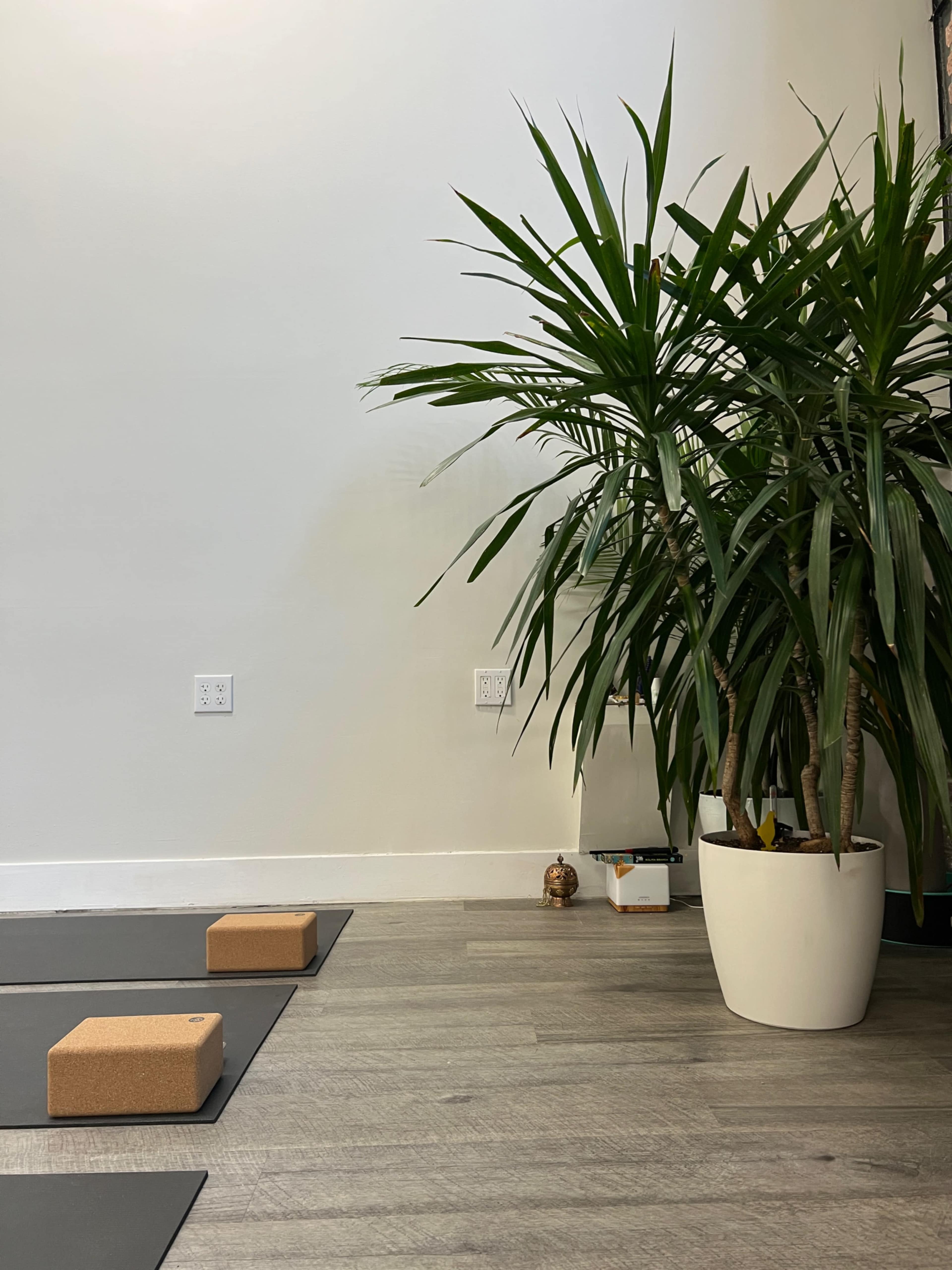 A corner of a room with two cork yoga blocks on a mat and a large potted plant against the wall.