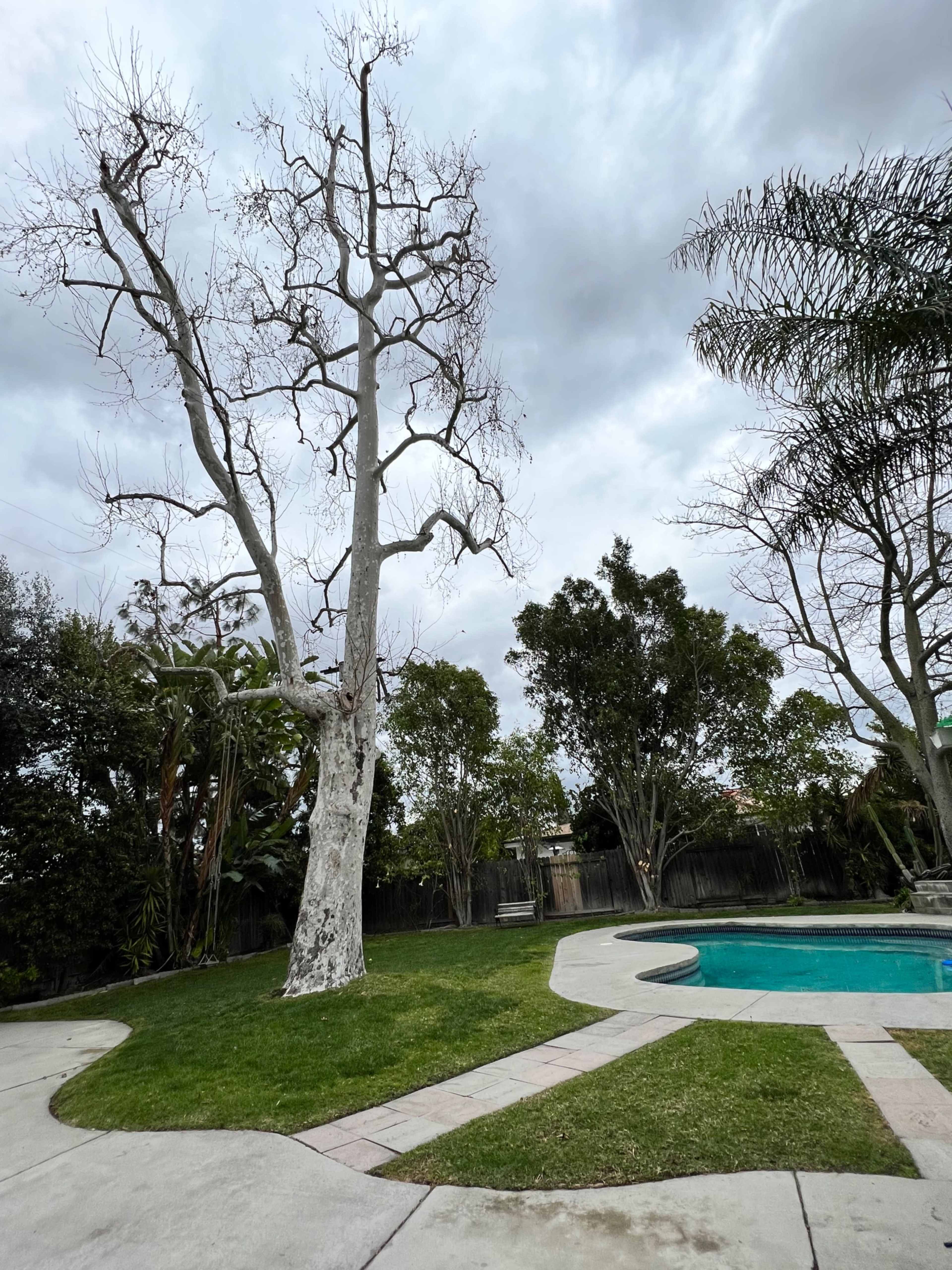 A barren tree stands beside a swimming pool in a cloudy backyard surrounded by greenery.