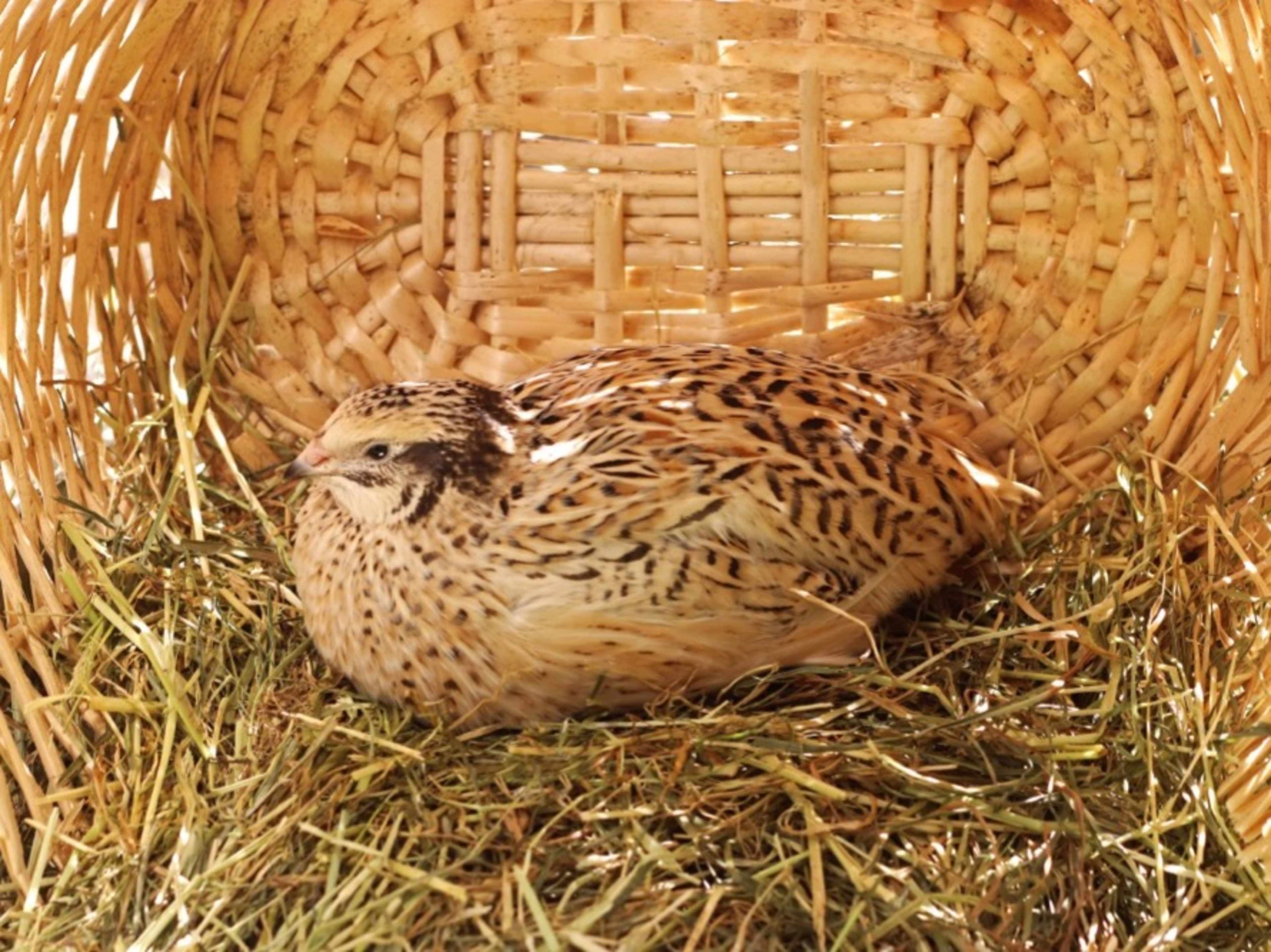 Live Quail