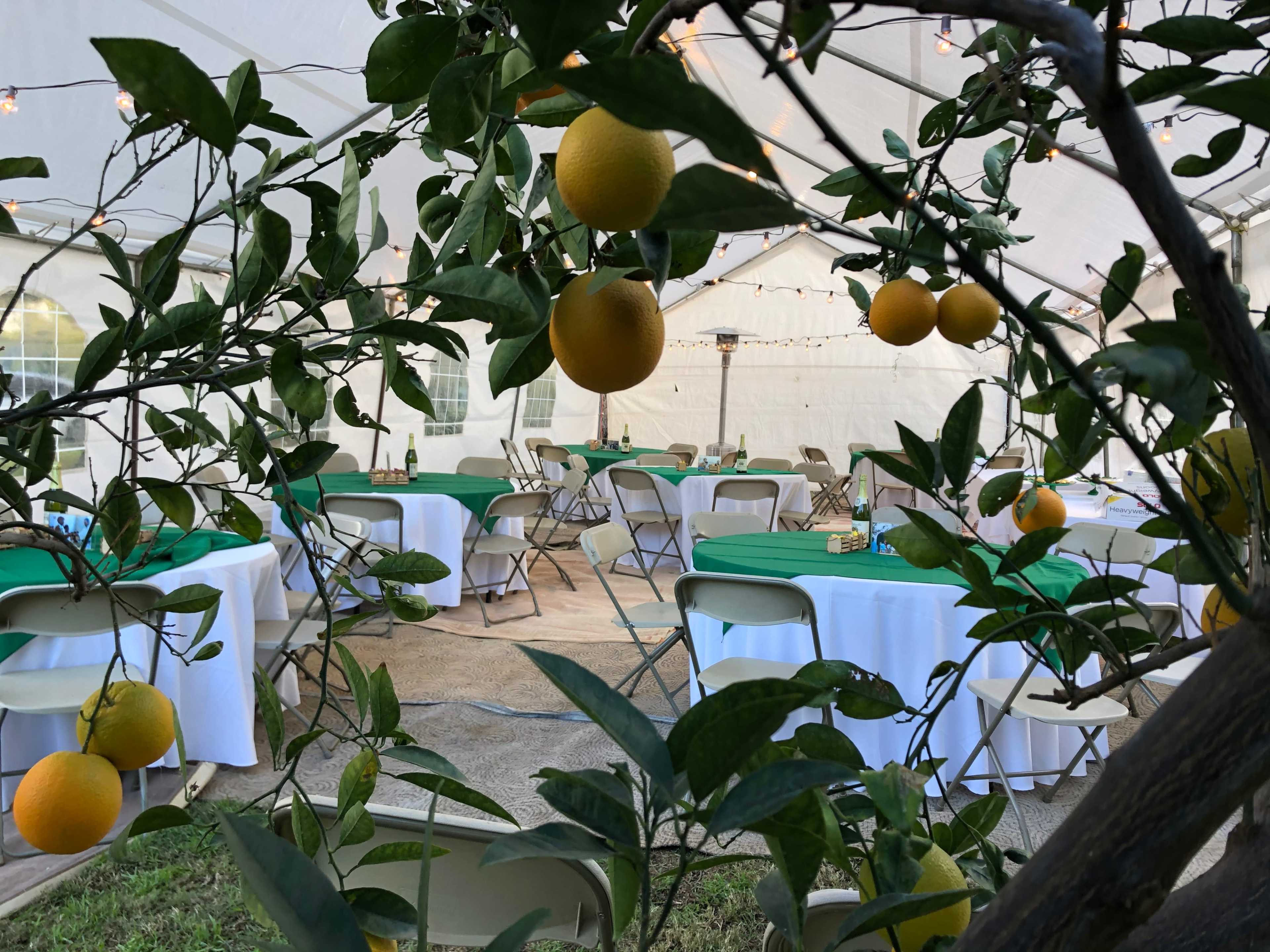 A decorated tent with green and white tables is set up outdoors, surrounded by a citrus tree bearing oranges.